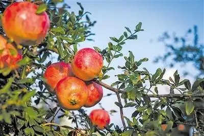 库房的“红灯笼”