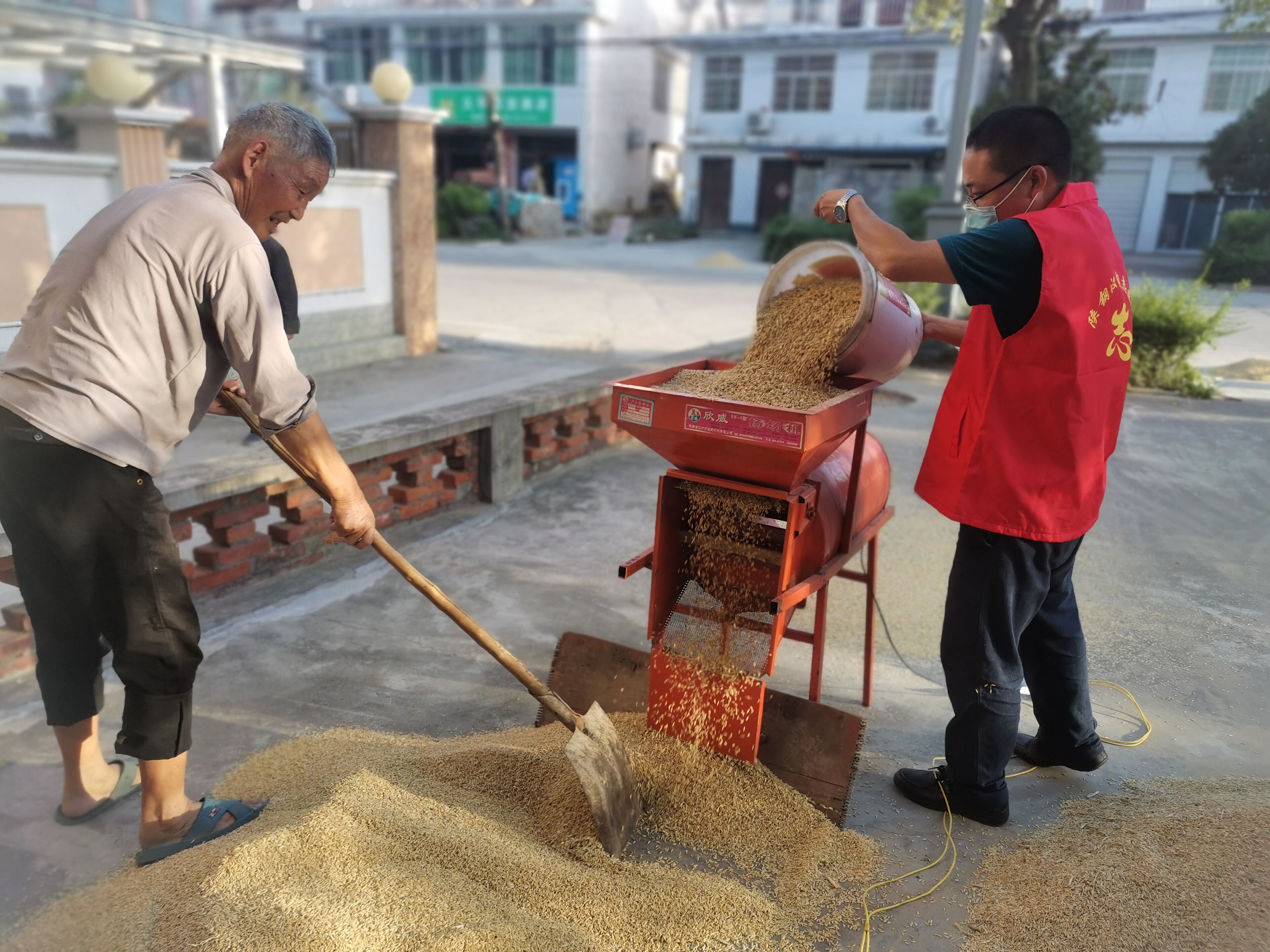 青心助农忙秋收  志愿服务暖民心 ——计量检验中心团总支开展志愿者活动