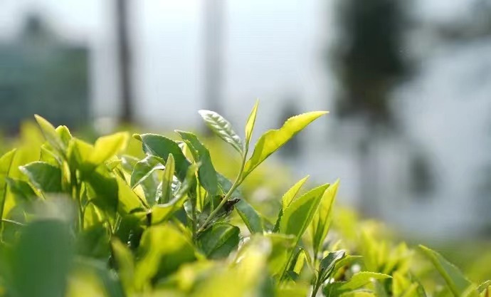 茶是定军茗眉醇