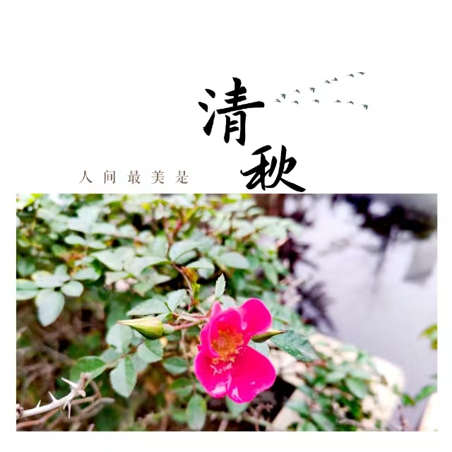 入眼皆是画！打卡十里钢城“花样”秋天