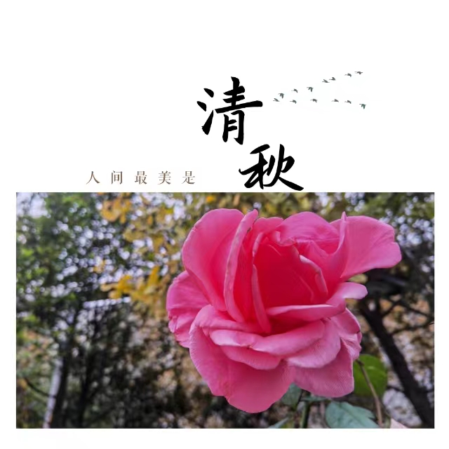 入眼皆是画！打卡十里钢城“花样”秋天