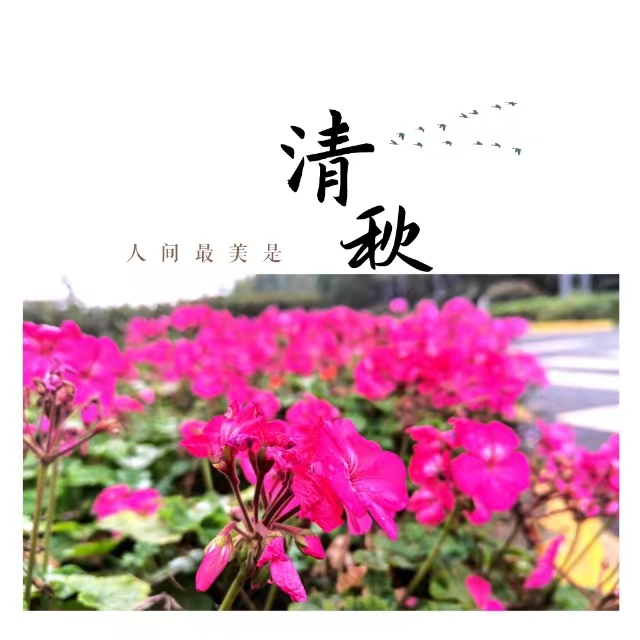 入眼皆是画！打卡十里钢城“花样”秋天