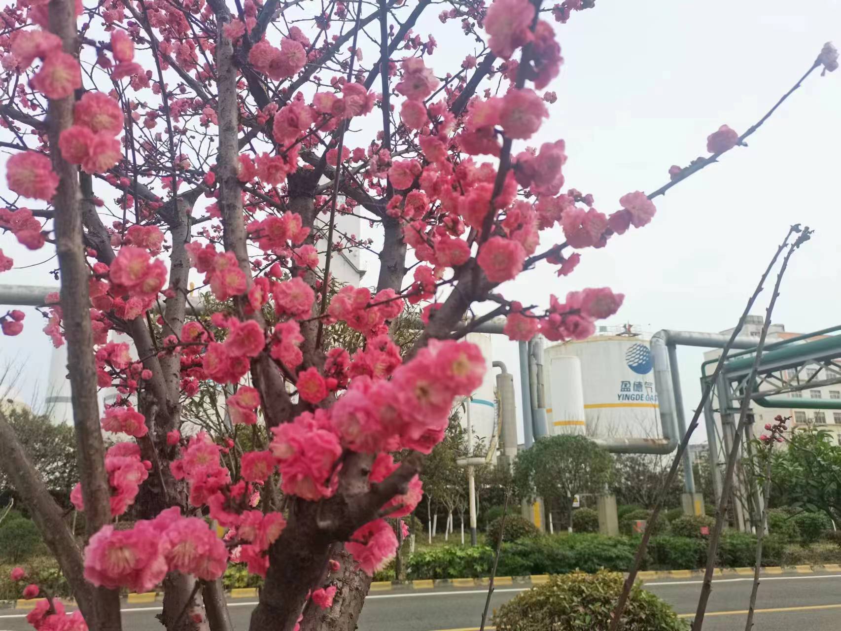 钢城里的春之序曲