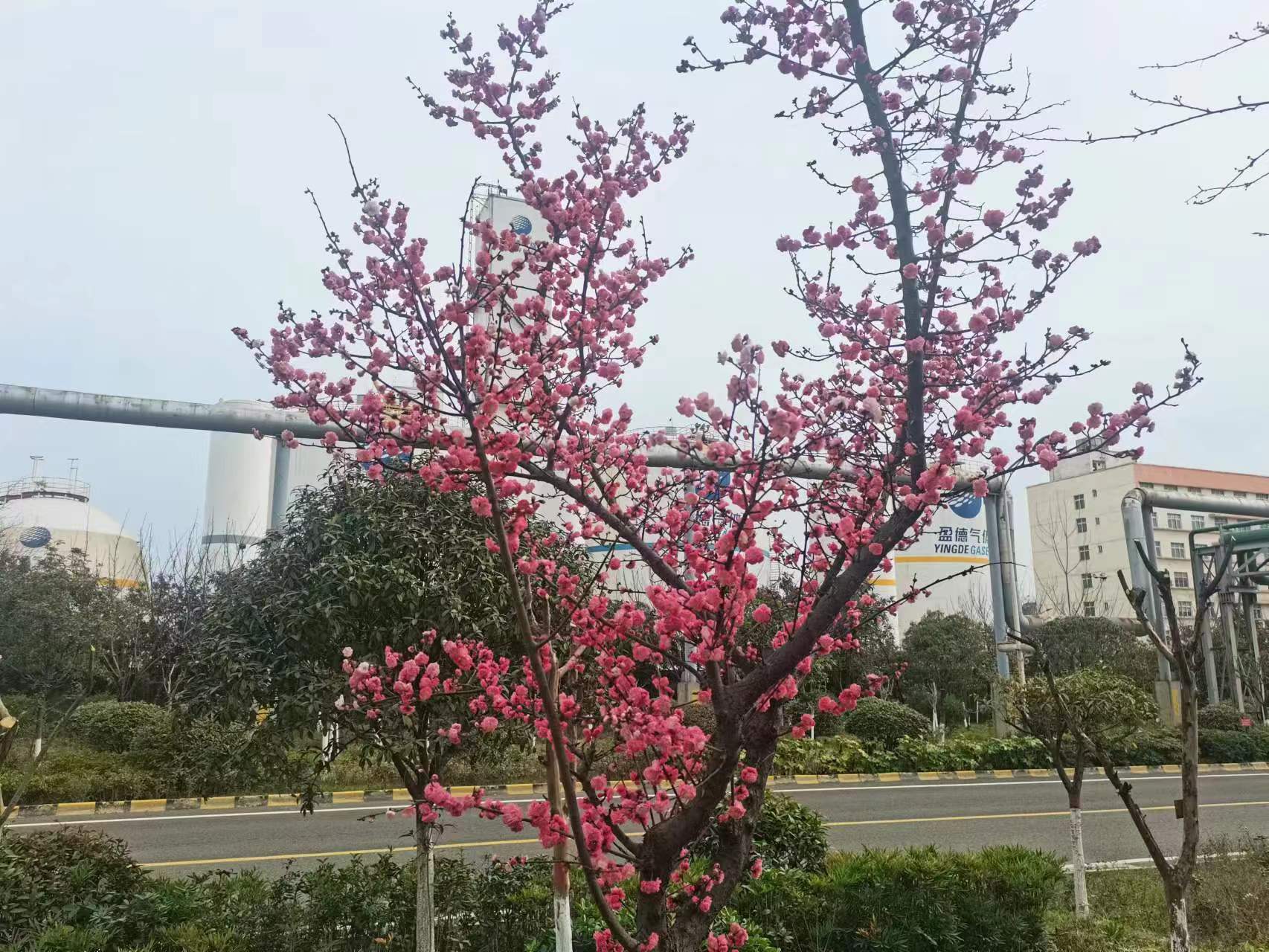 钢城里的春之序曲