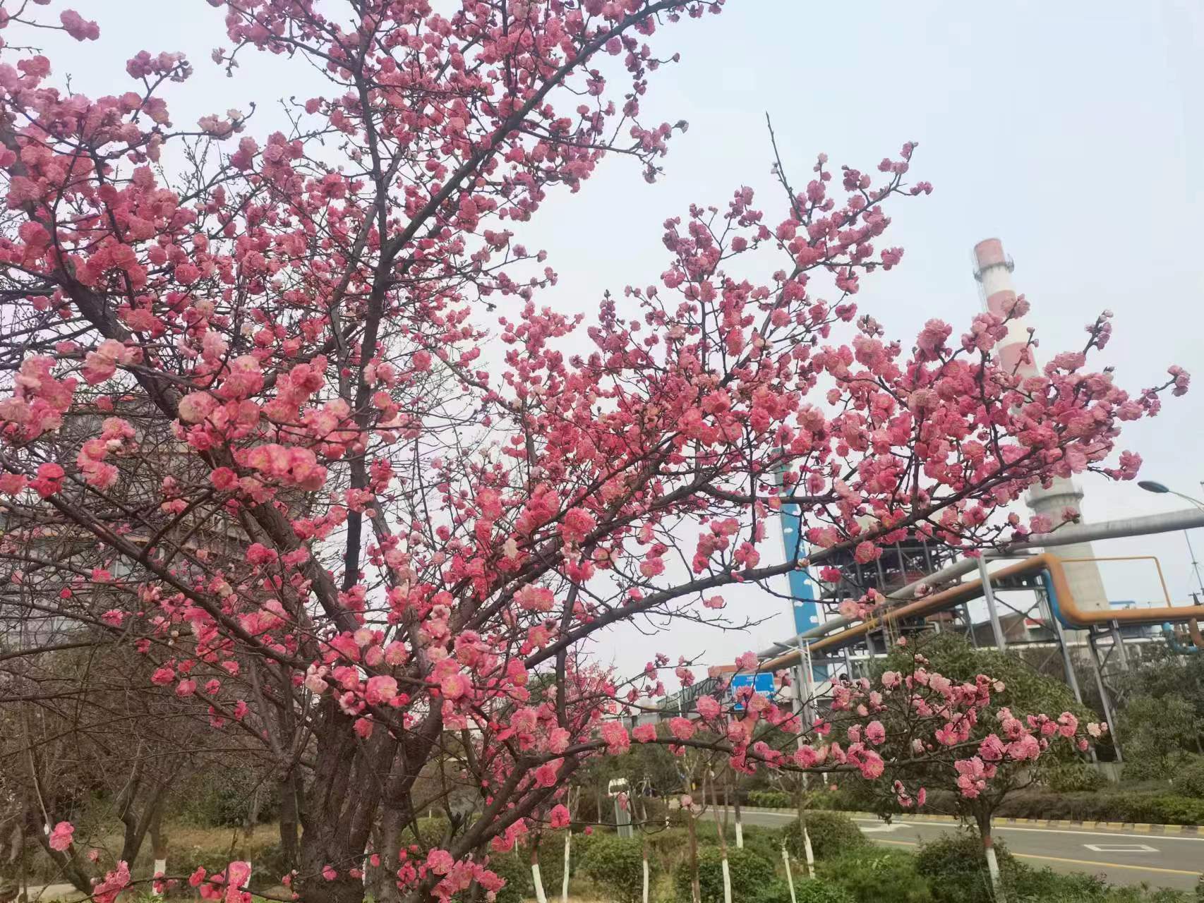 钢城里的春之序曲