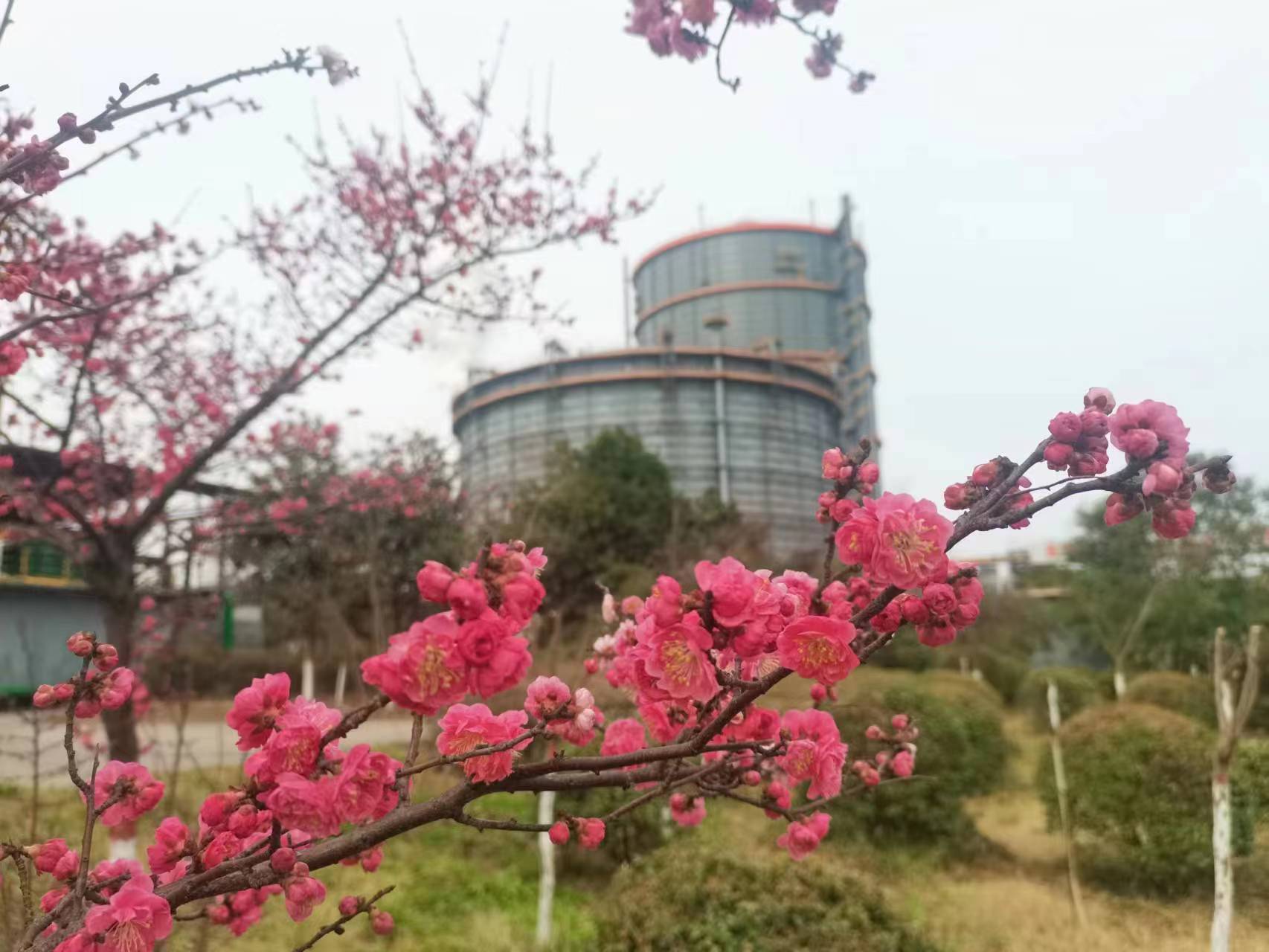 钢城里的春之序曲