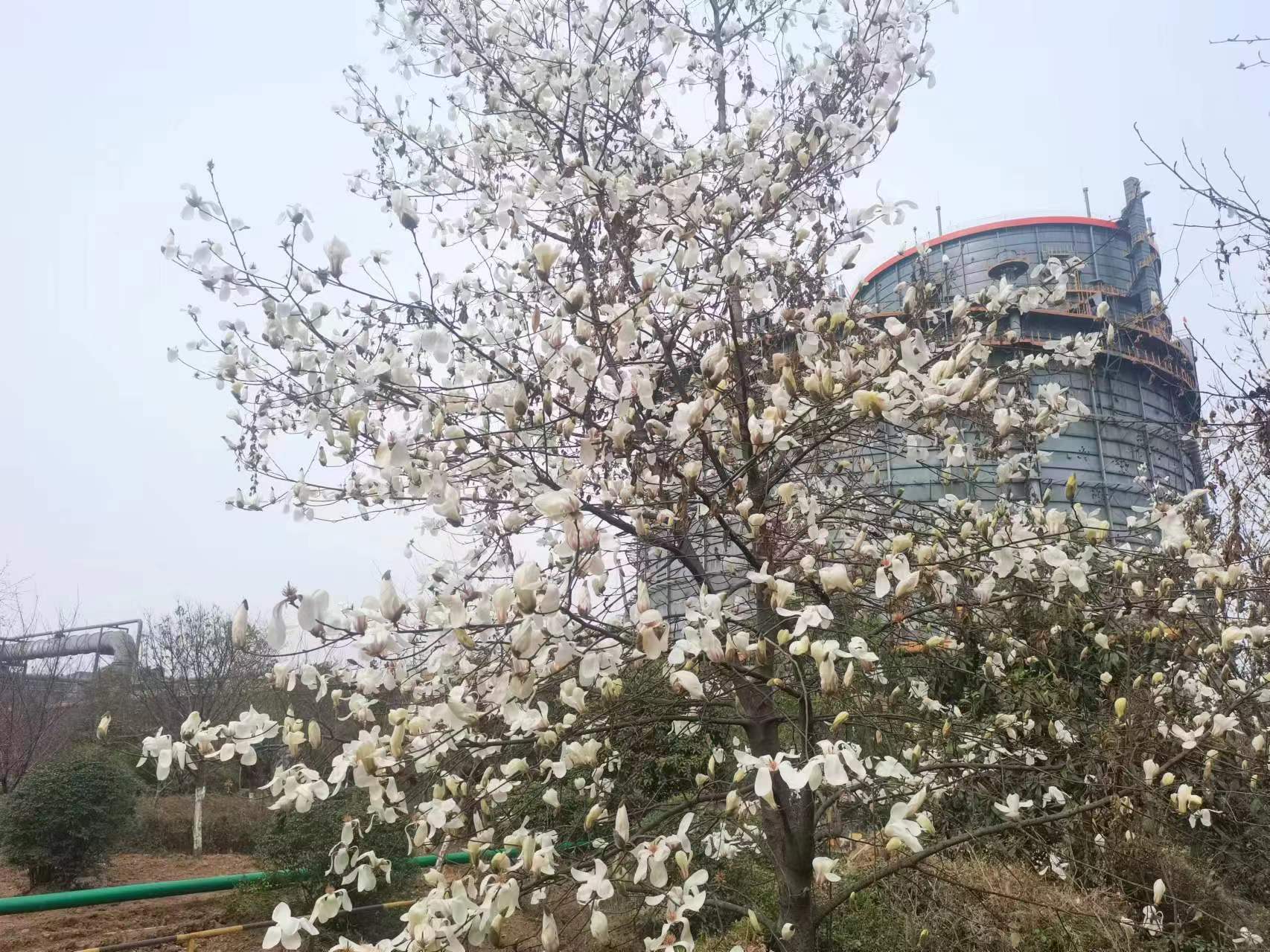 钢城里的春之序曲