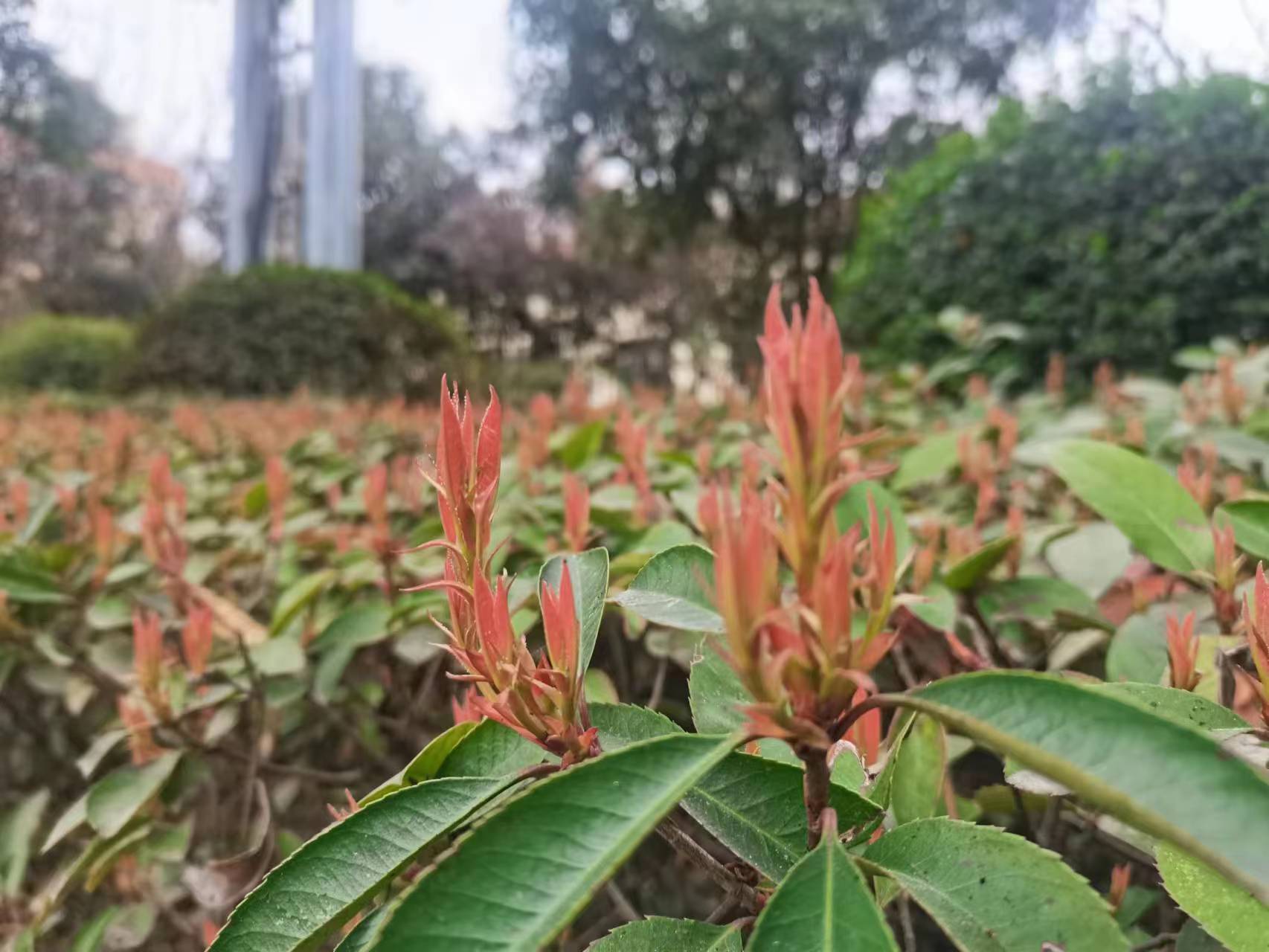 钢城里的春之序曲