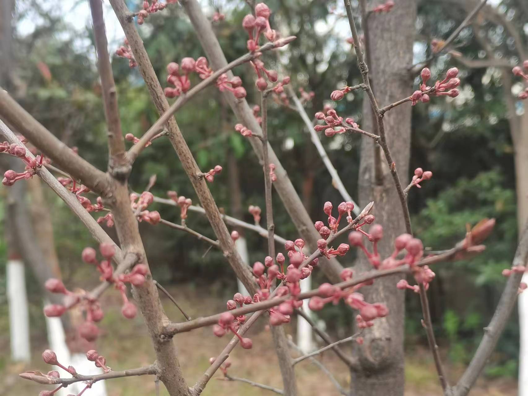 钢城里的春之序曲