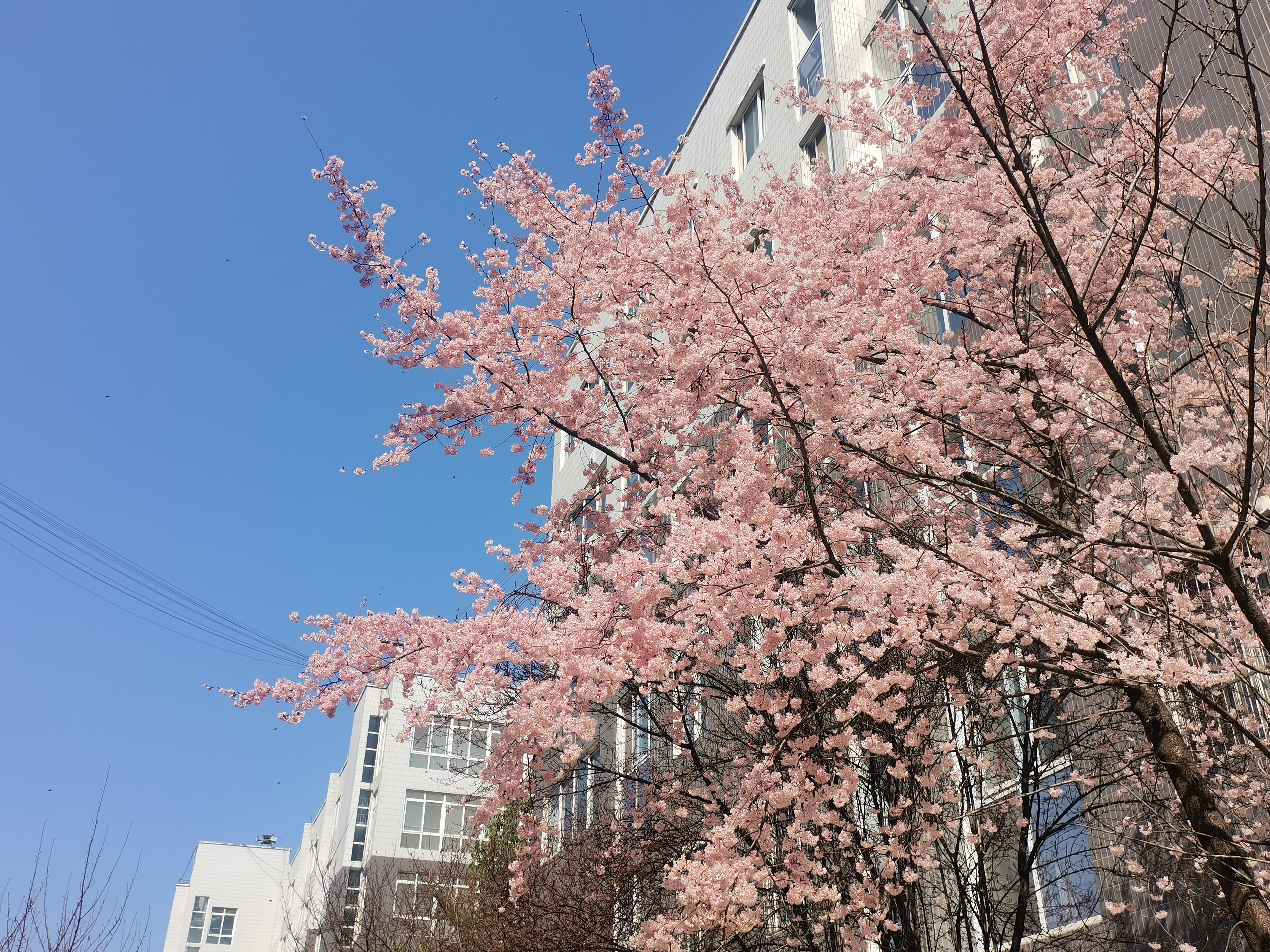 钢城里的春之序曲