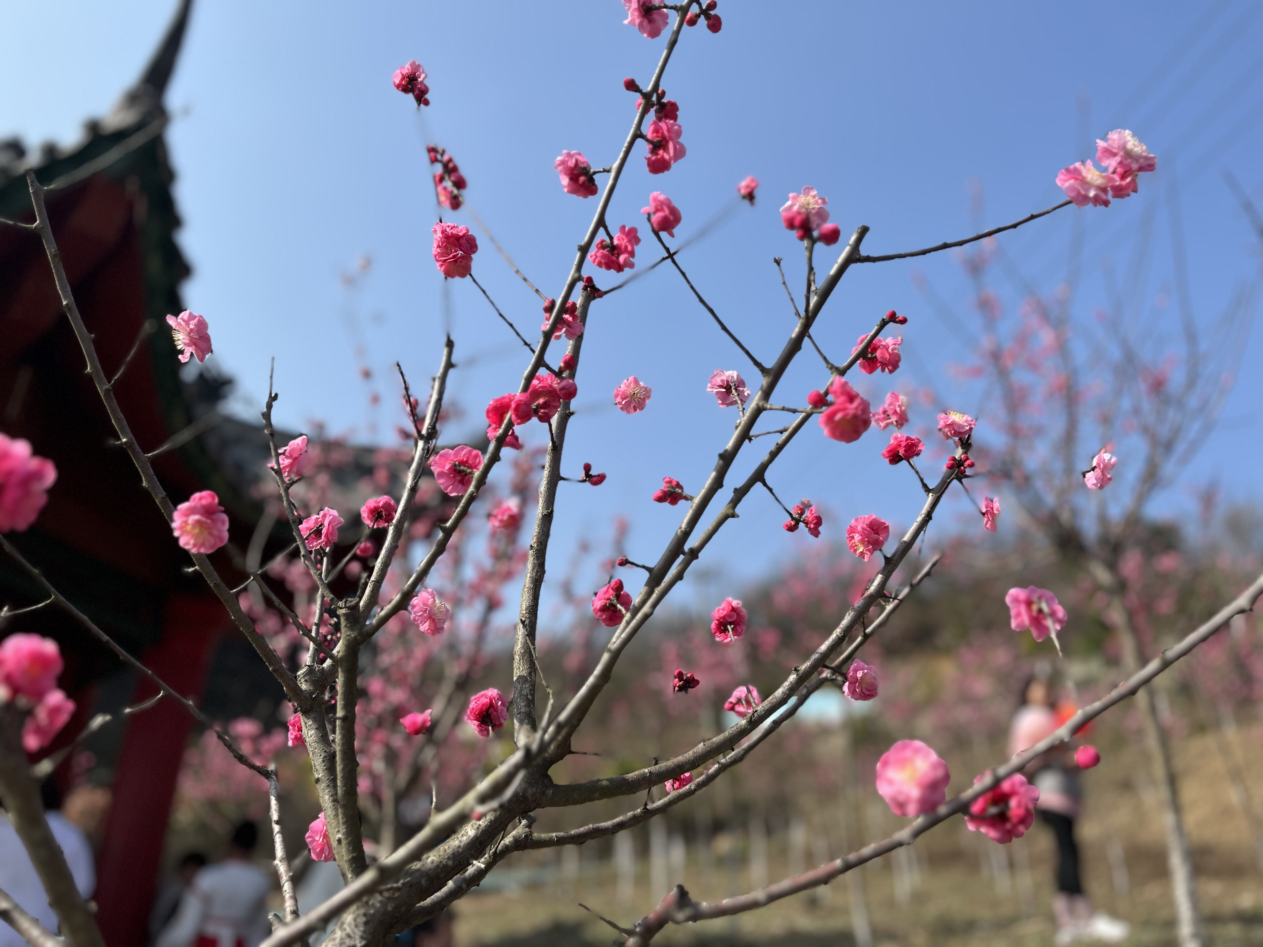 花开锦绣春草绿 巾帼牵手伴“童”行 —设备管理中心2023年“庆三八”户外踏青活动 花开锦绣春草绿 巾帼牵手伴“童”行 —设备管理中心2023年“庆三八”户外踏青活动