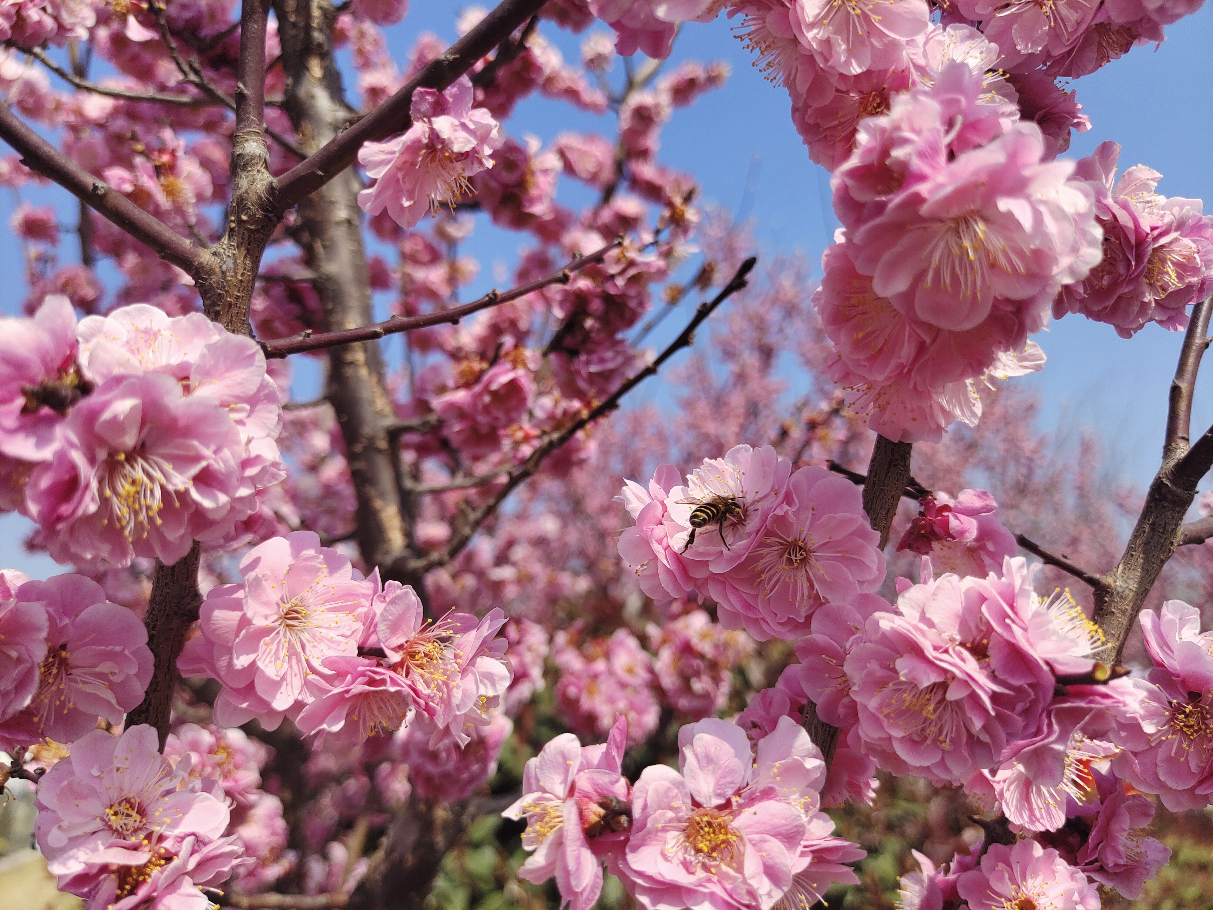 与春光，共舞芳菲