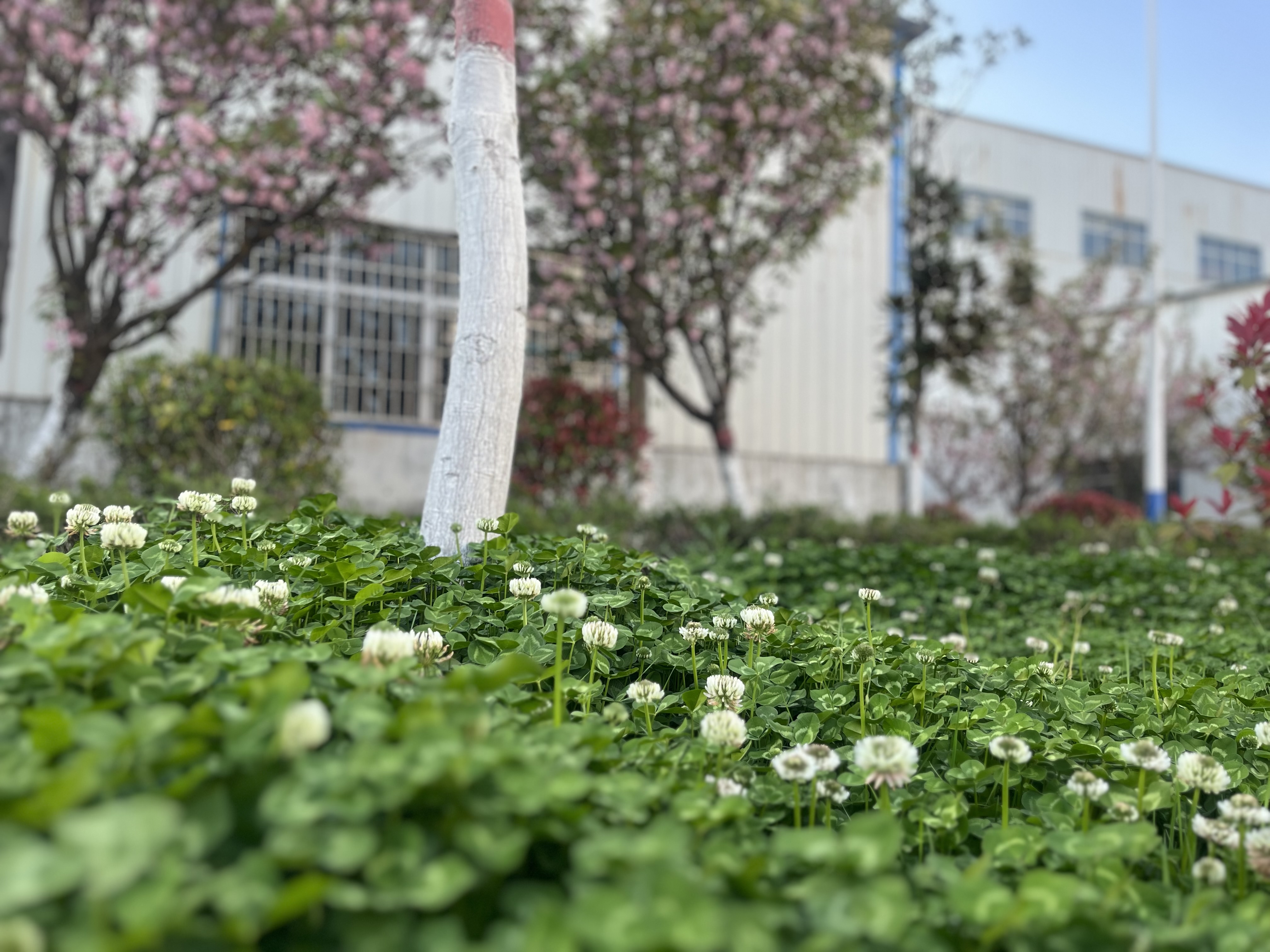 春到钢城来打卡