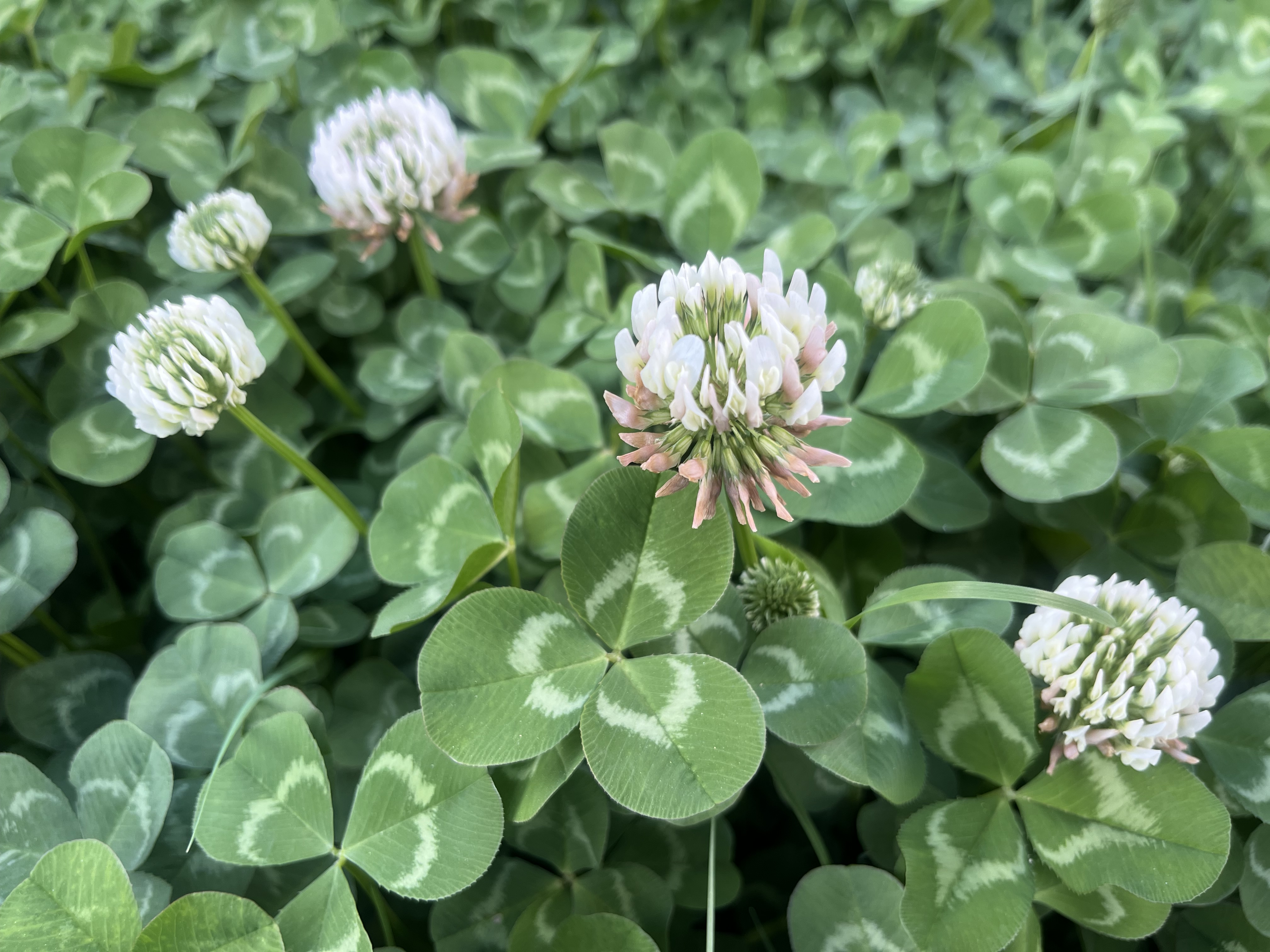 春到钢城来打卡