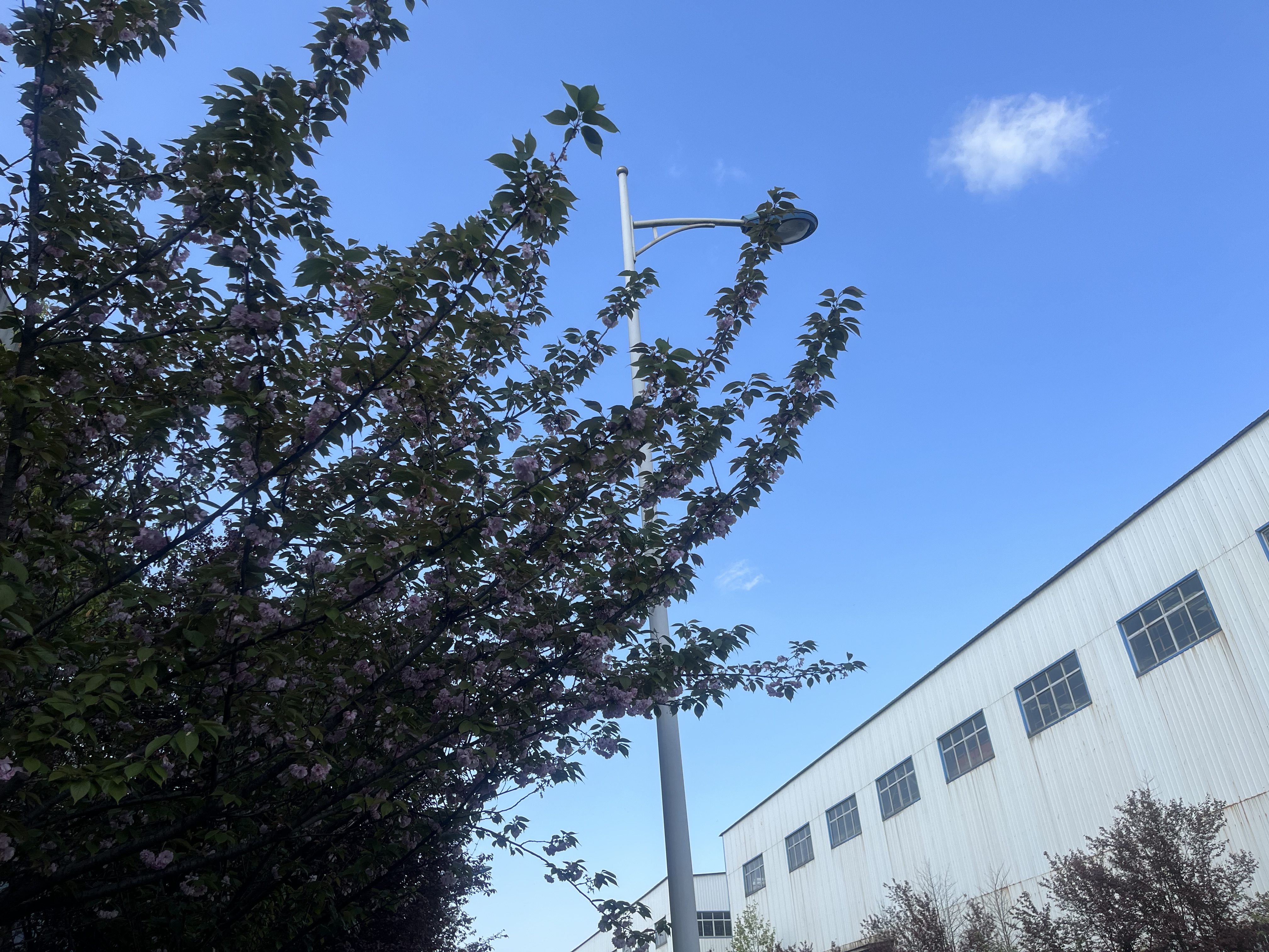 春到钢城来打卡