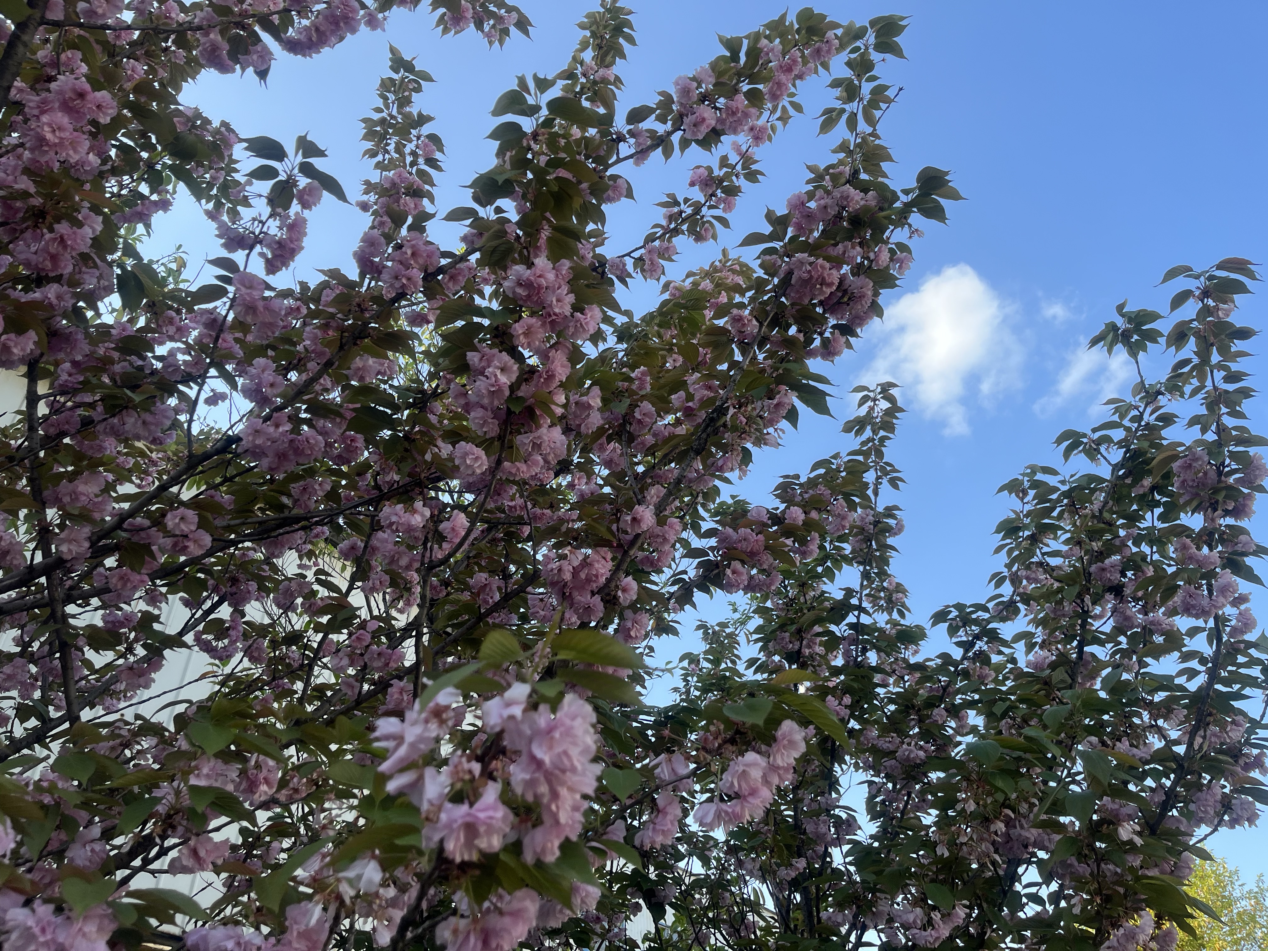 春到钢城来打卡