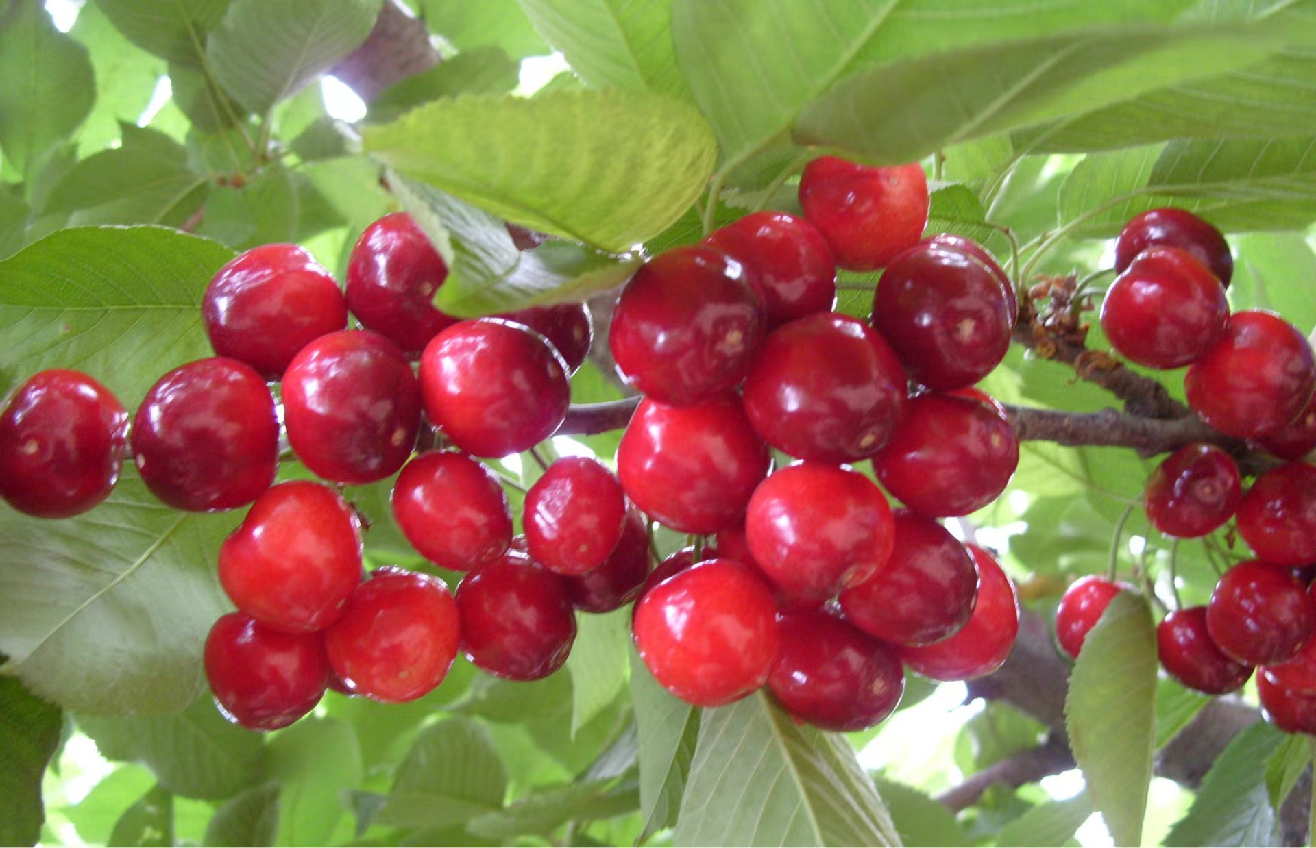 樱桃熟了 樱桃熟了