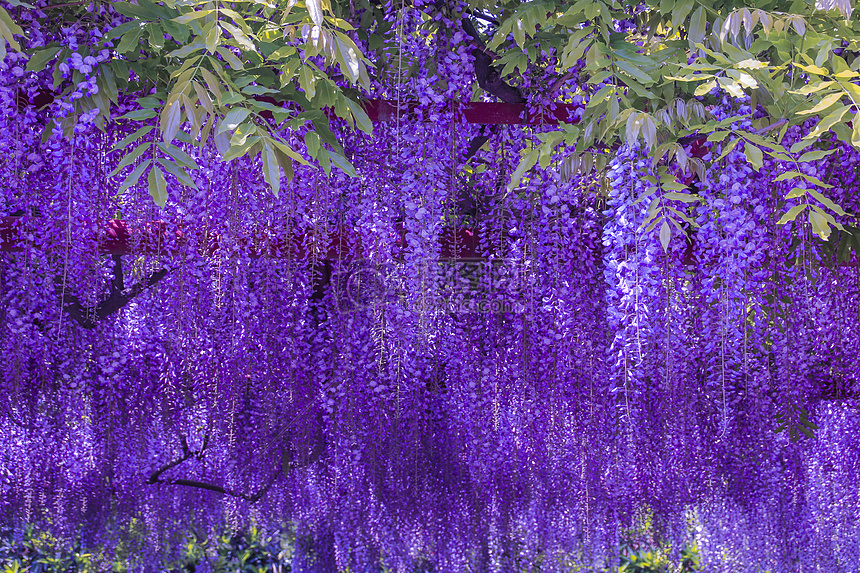 记忆中的紫藤萝 记忆中的紫藤萝