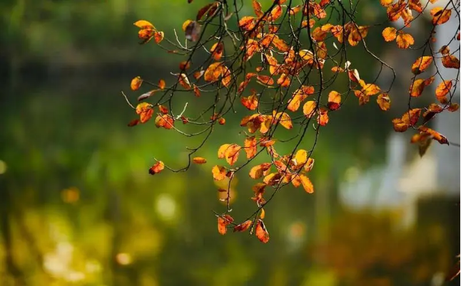 空山新雨后,天气晚来秋 空山新雨后,天气晚来秋