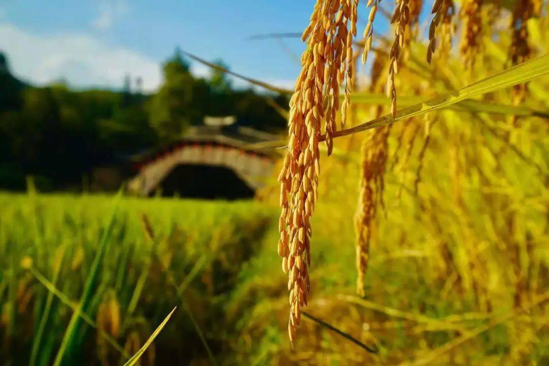 秋意浓 思绪长 秋意浓 思绪长