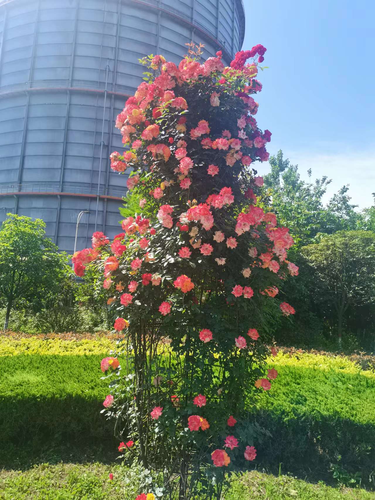 紧锣密鼓开展秋季绿化美化  扎实筑牢公司绿色发展之基