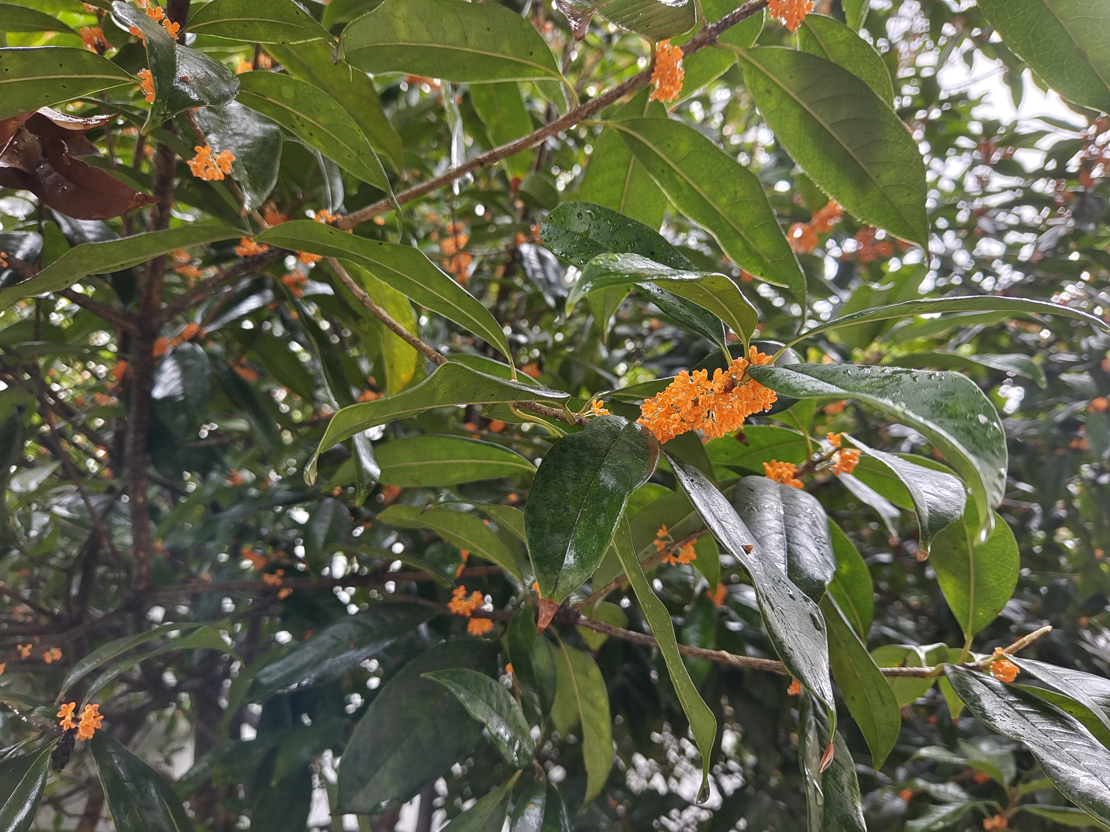 钢城之秋 钢城之秋