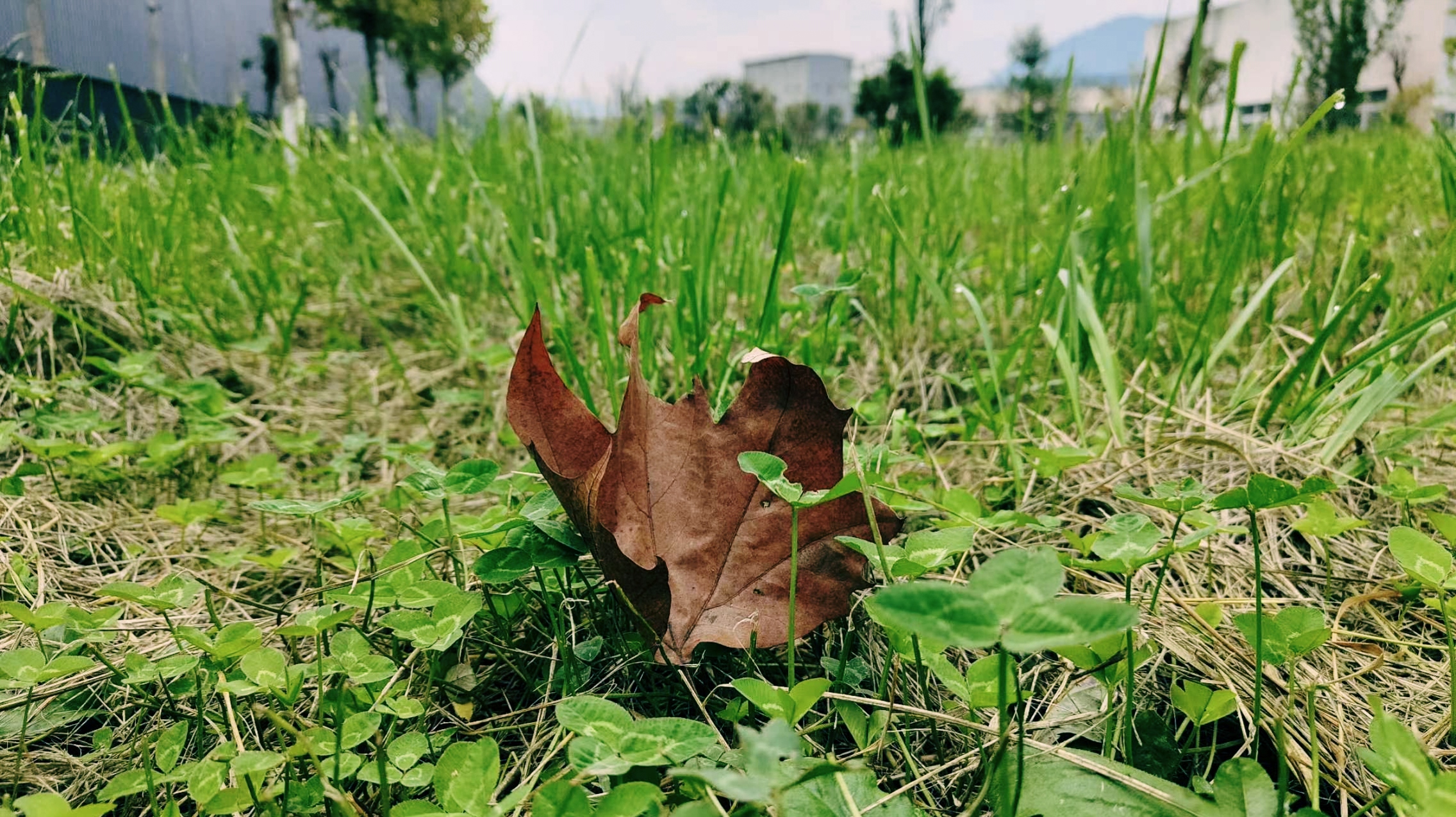 钢城寻秋 钢城寻秋