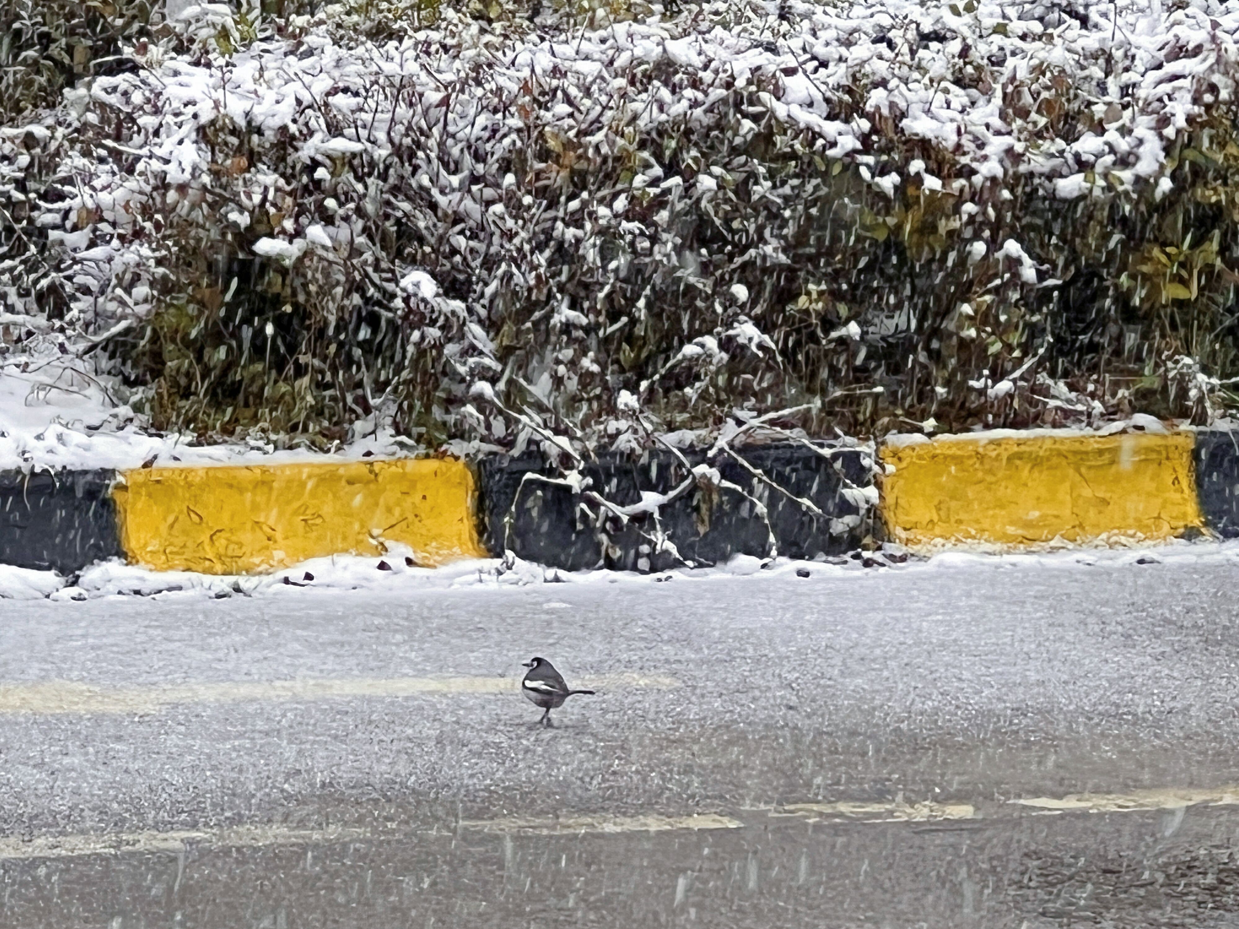 我期待的不是雪,而是钢城的冬天~ 我期待的不是雪,而是钢城的冬天~