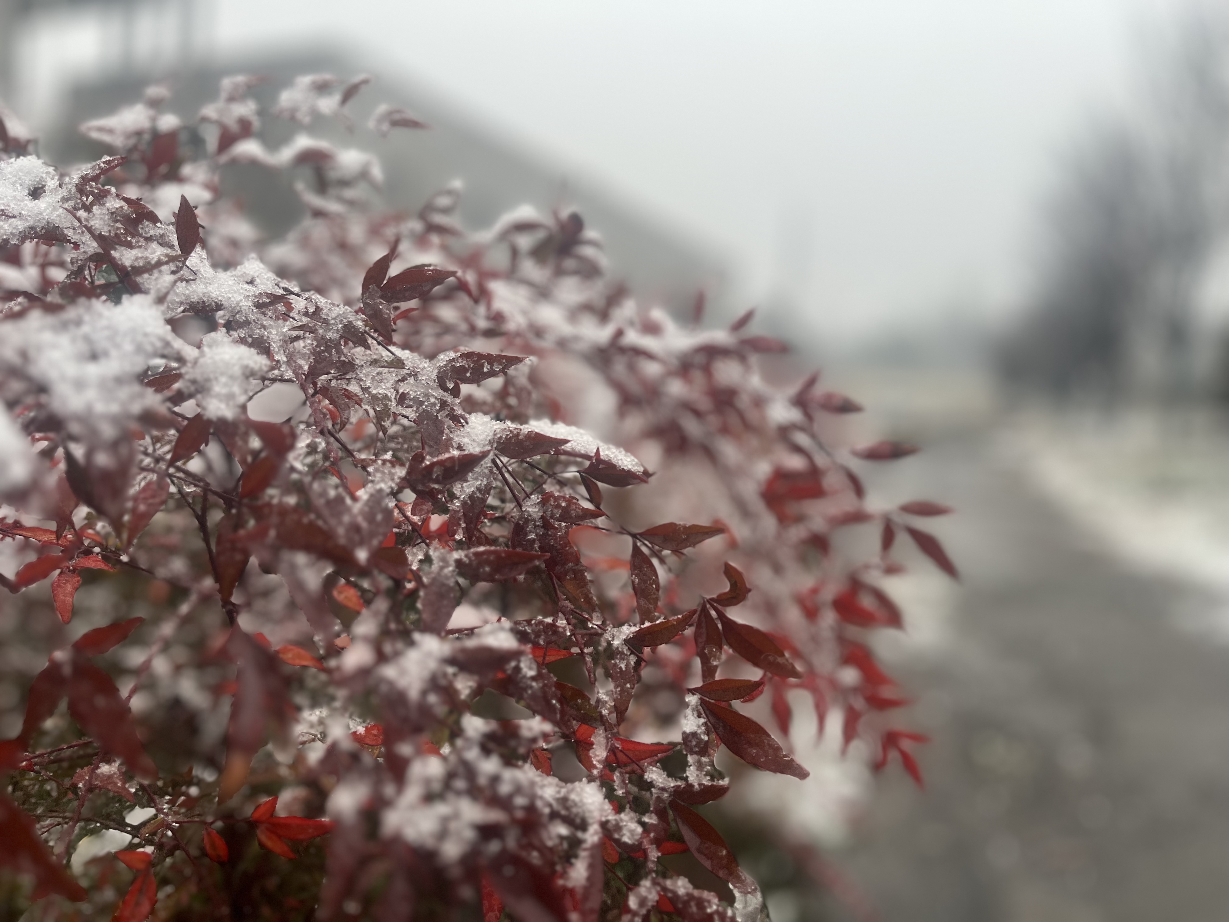 雪的回忆 雪的回忆
