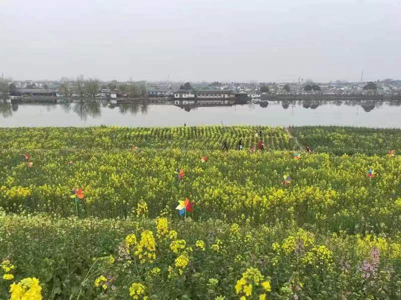 油菜花开，放纸鸢正当时