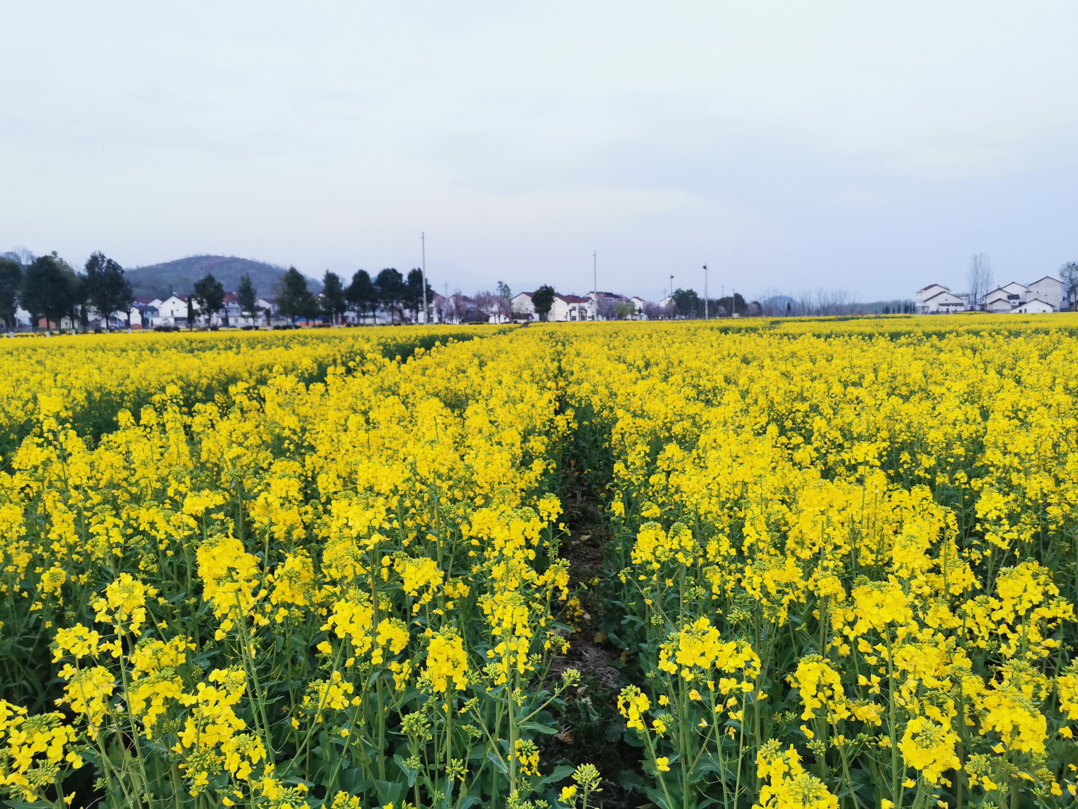 赴一场盛大的金黄之约