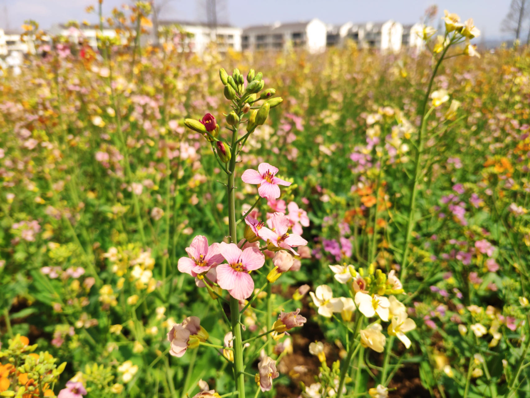 醉美油菜花海 醉美油菜花海