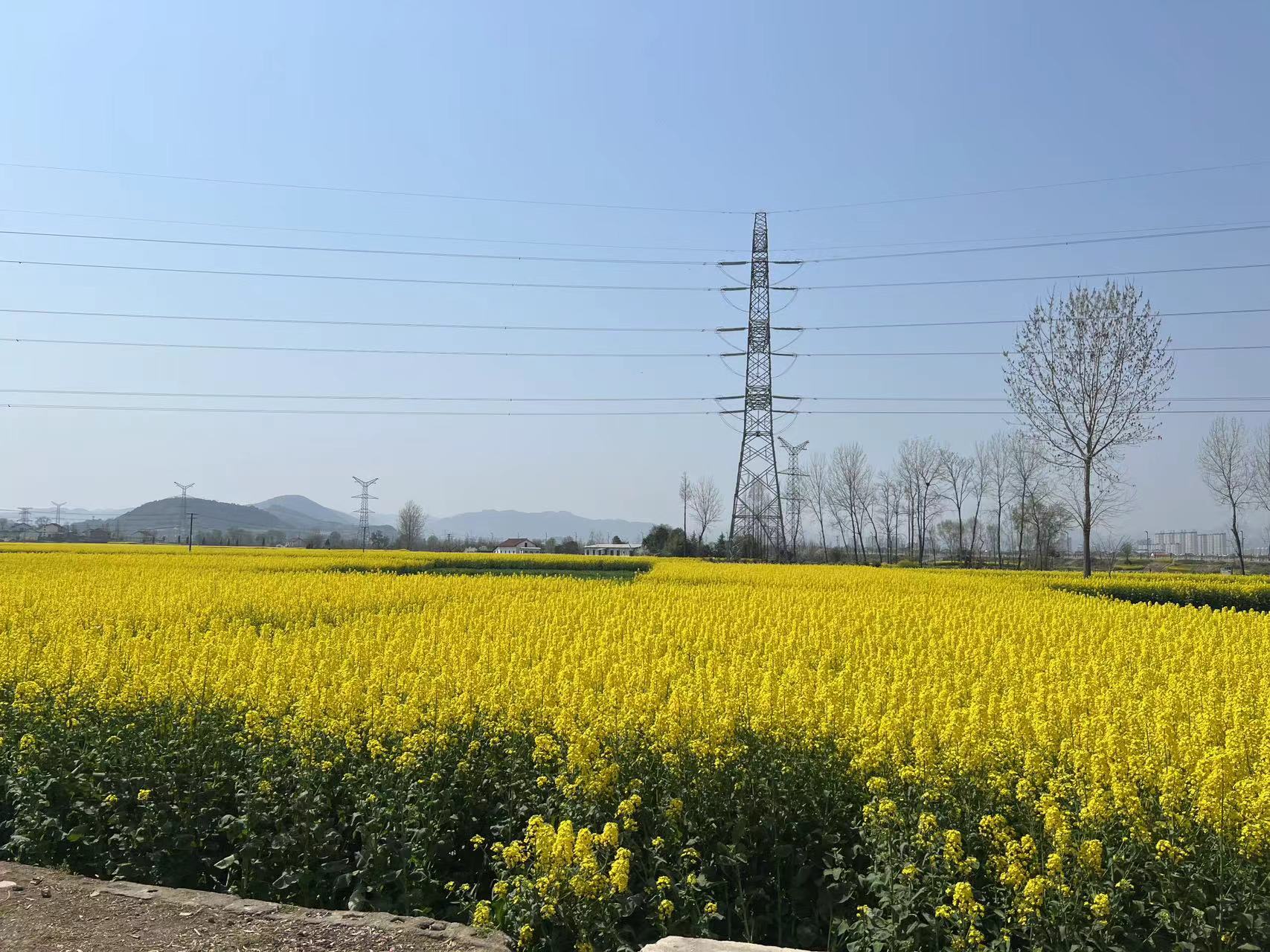 醉美油菜花海 醉美油菜花海