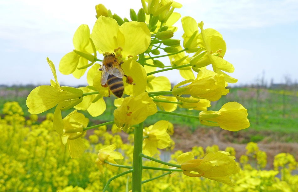 踏入花海，即刻融入了春天的怀抱