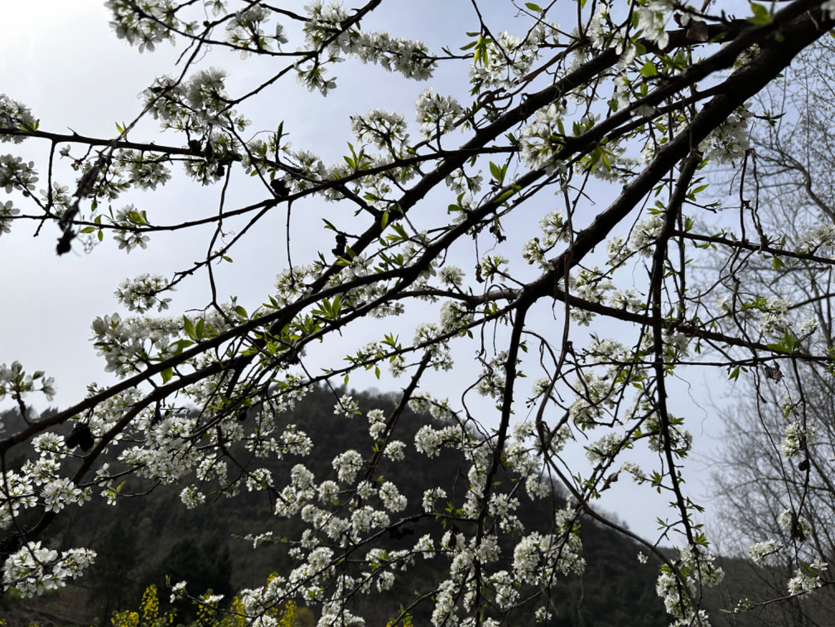 把春色留在眼前