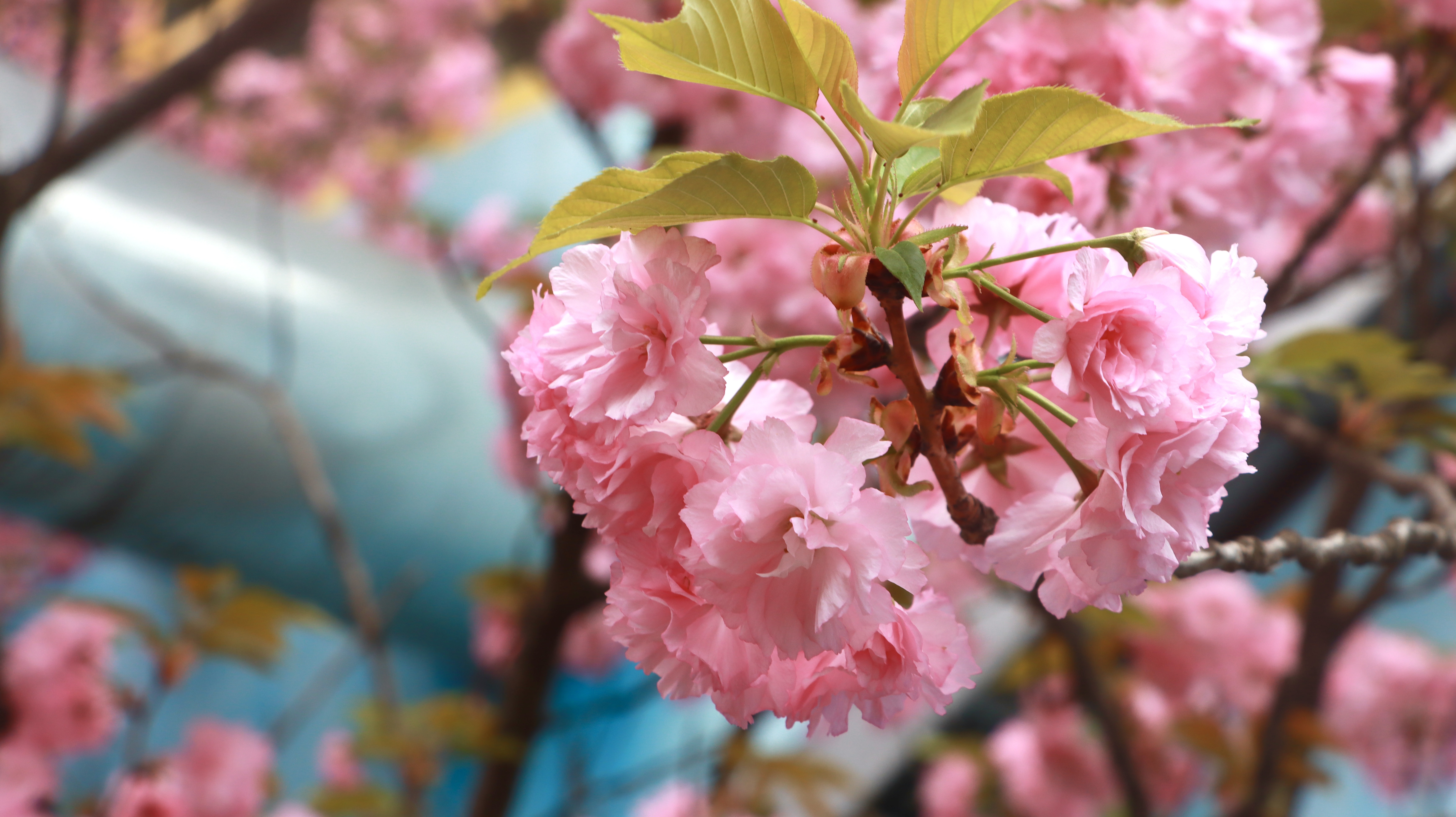 春色满园关不住 片片樱花浸钢城