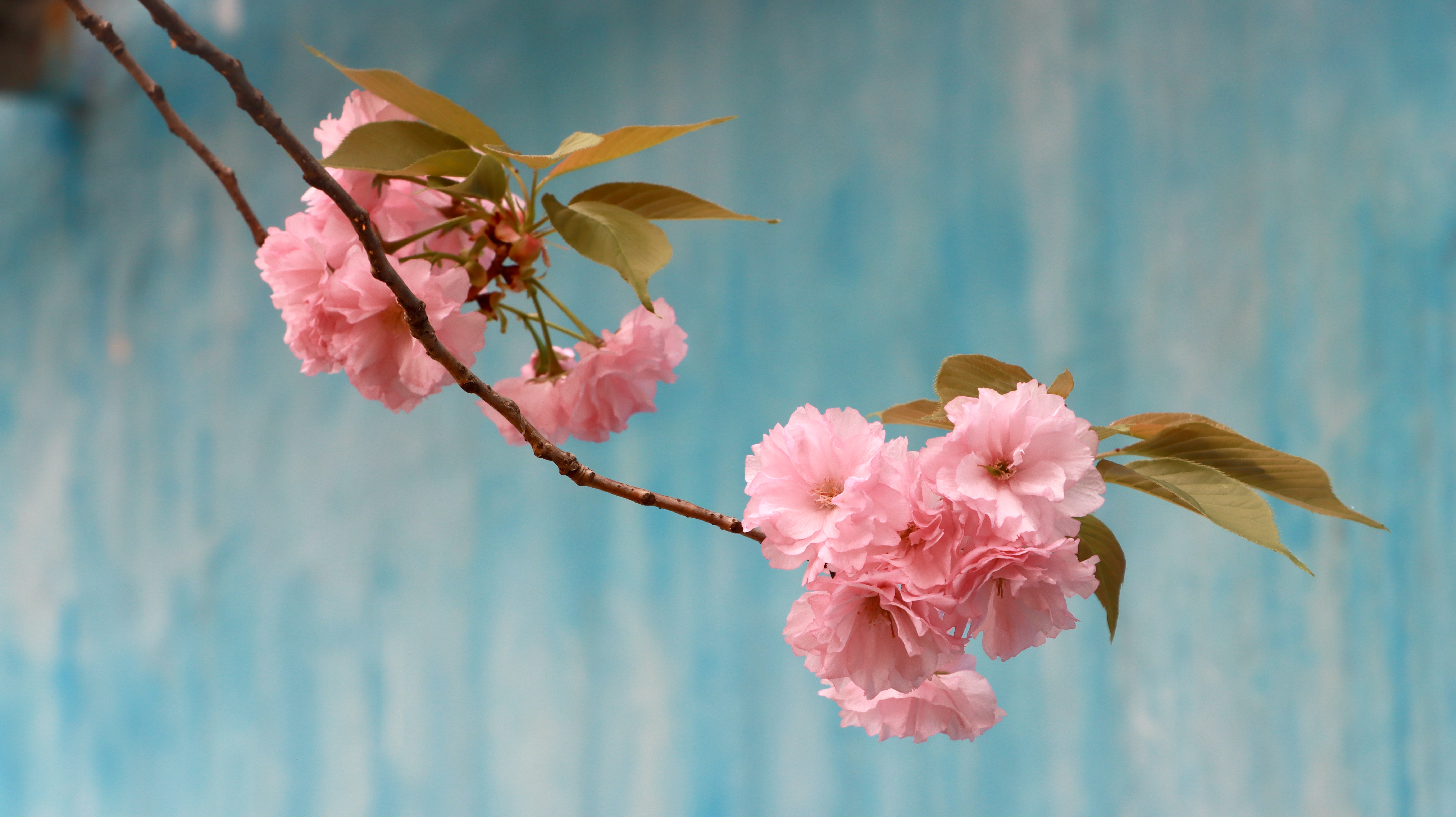 春色满园关不住 片片樱花浸钢城