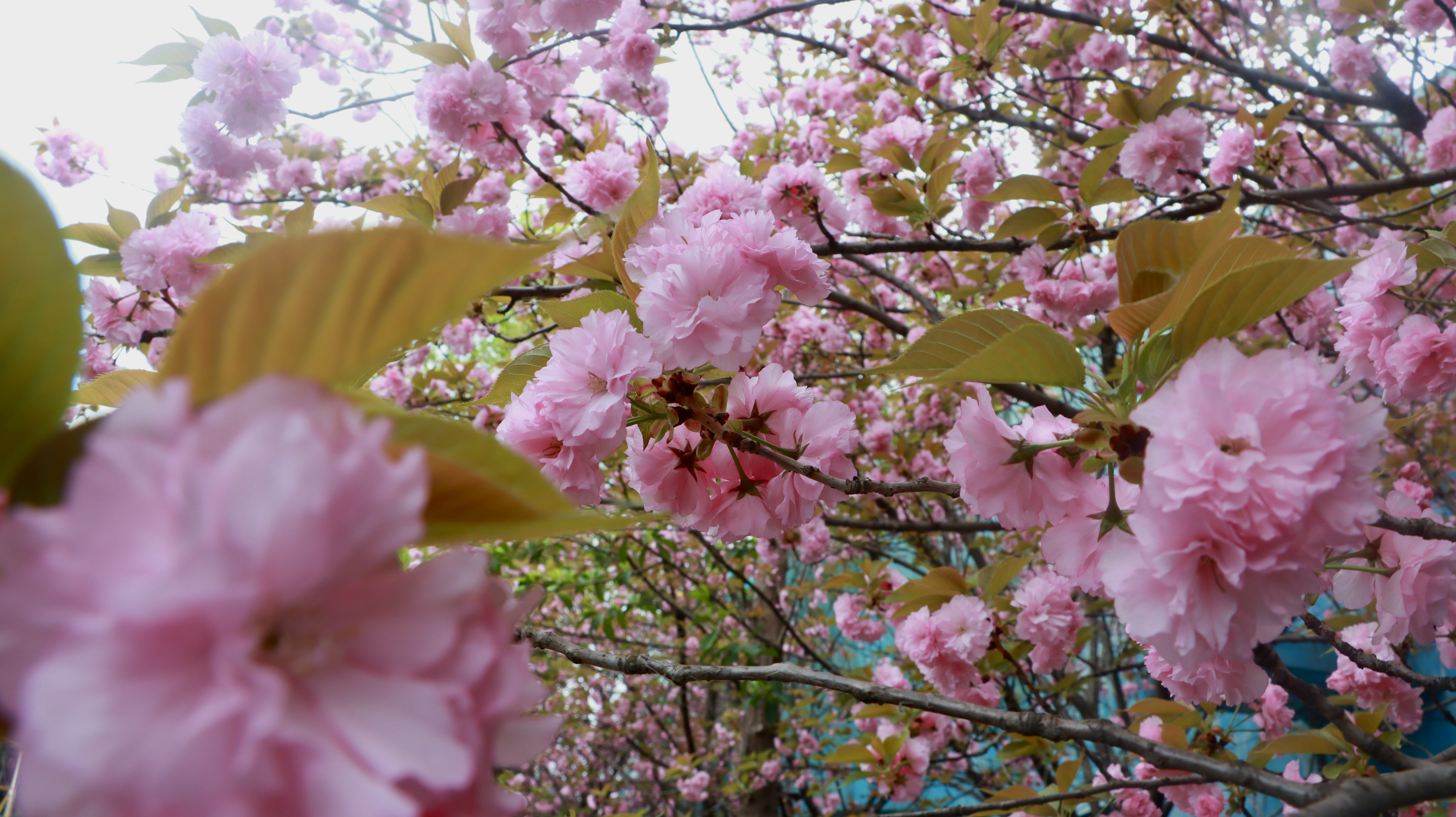 春色满园关不住 片片樱花浸钢城