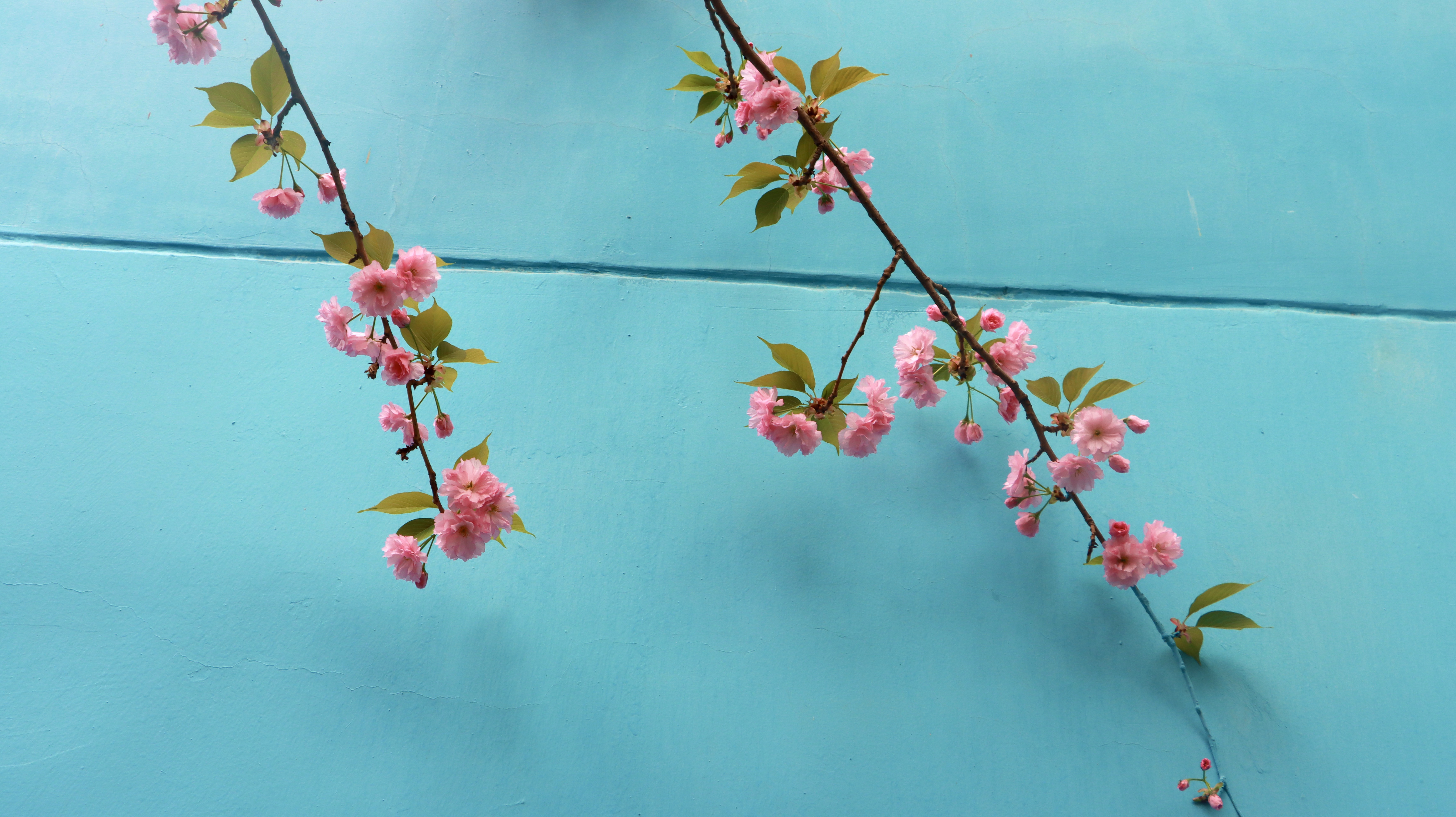 春色满园关不住 片片樱花浸钢城