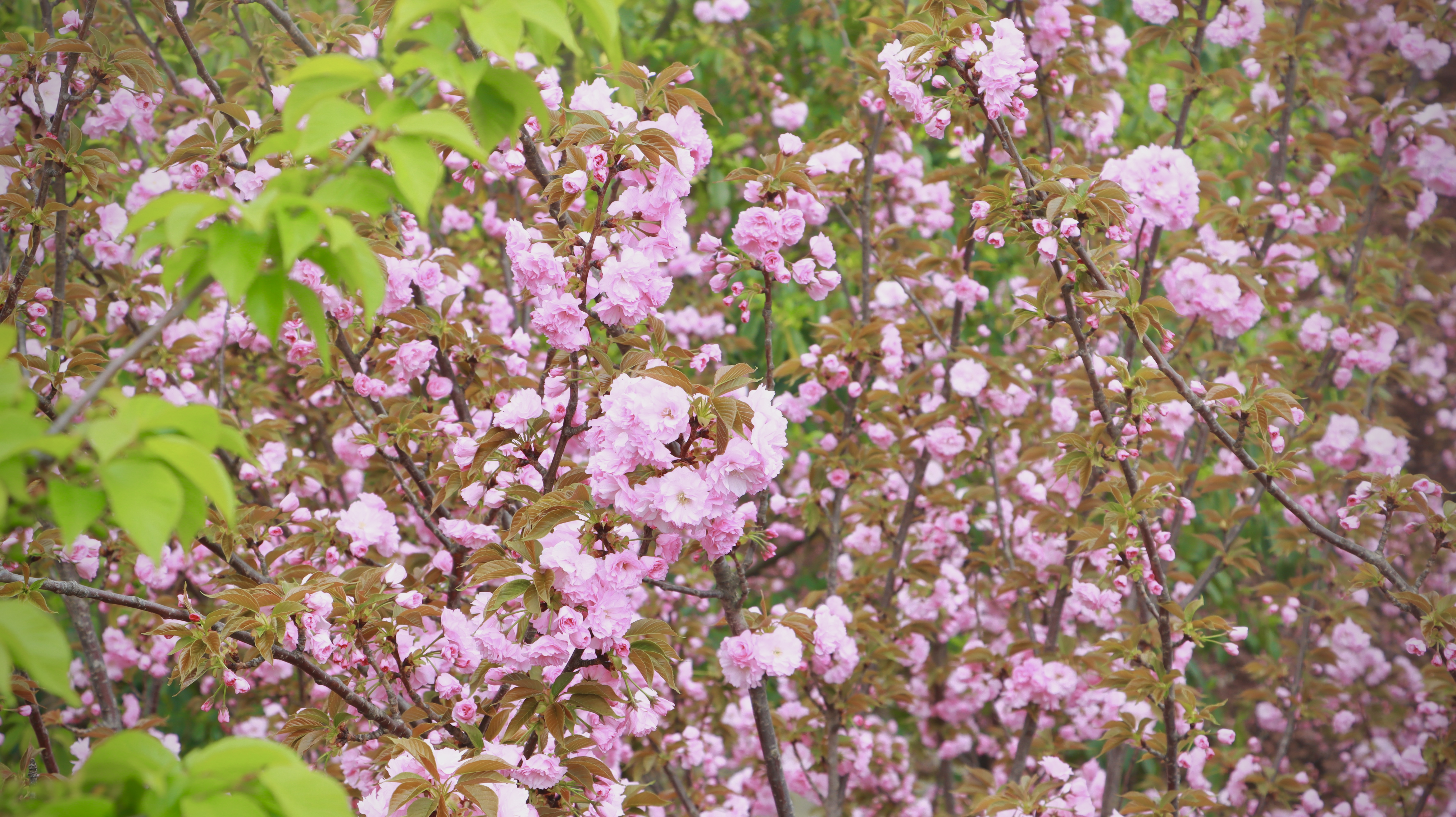 春色满园关不住 片片樱花浸钢城