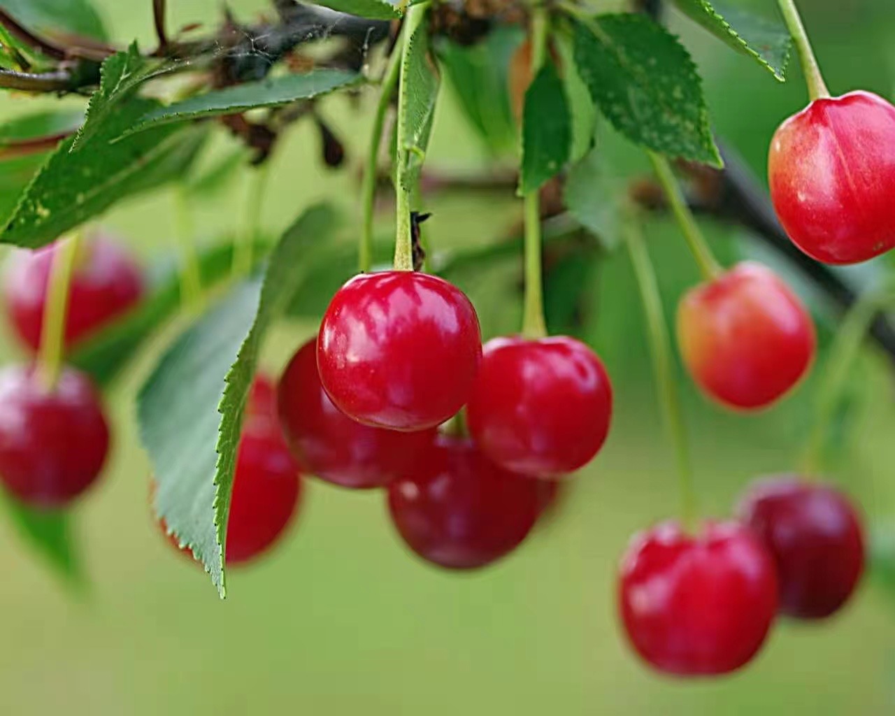 父亲的樱桃树 父亲的樱桃树