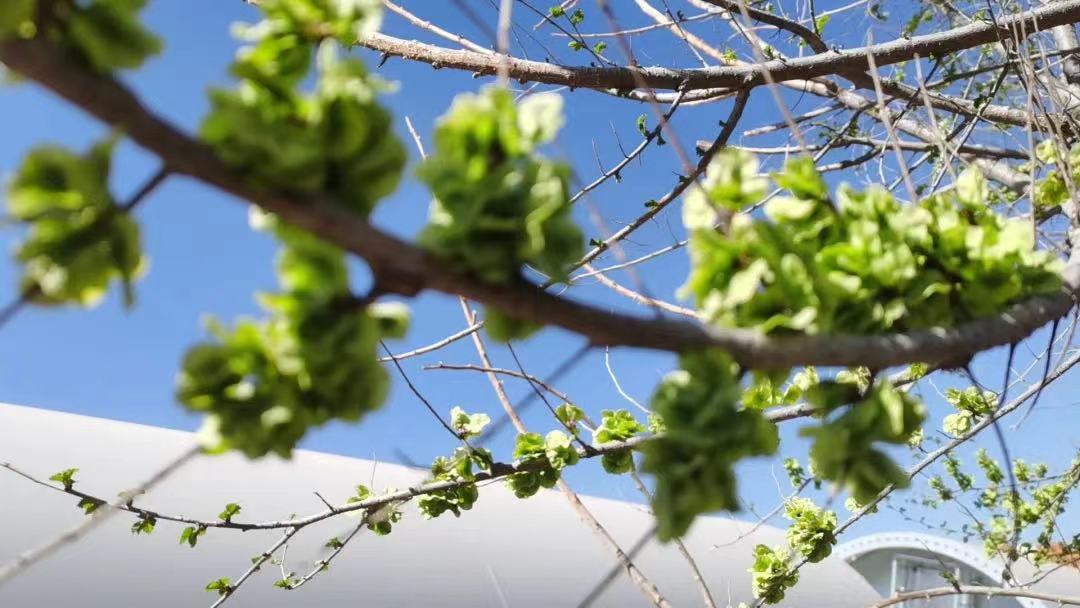 记忆中的榆钱麦饭