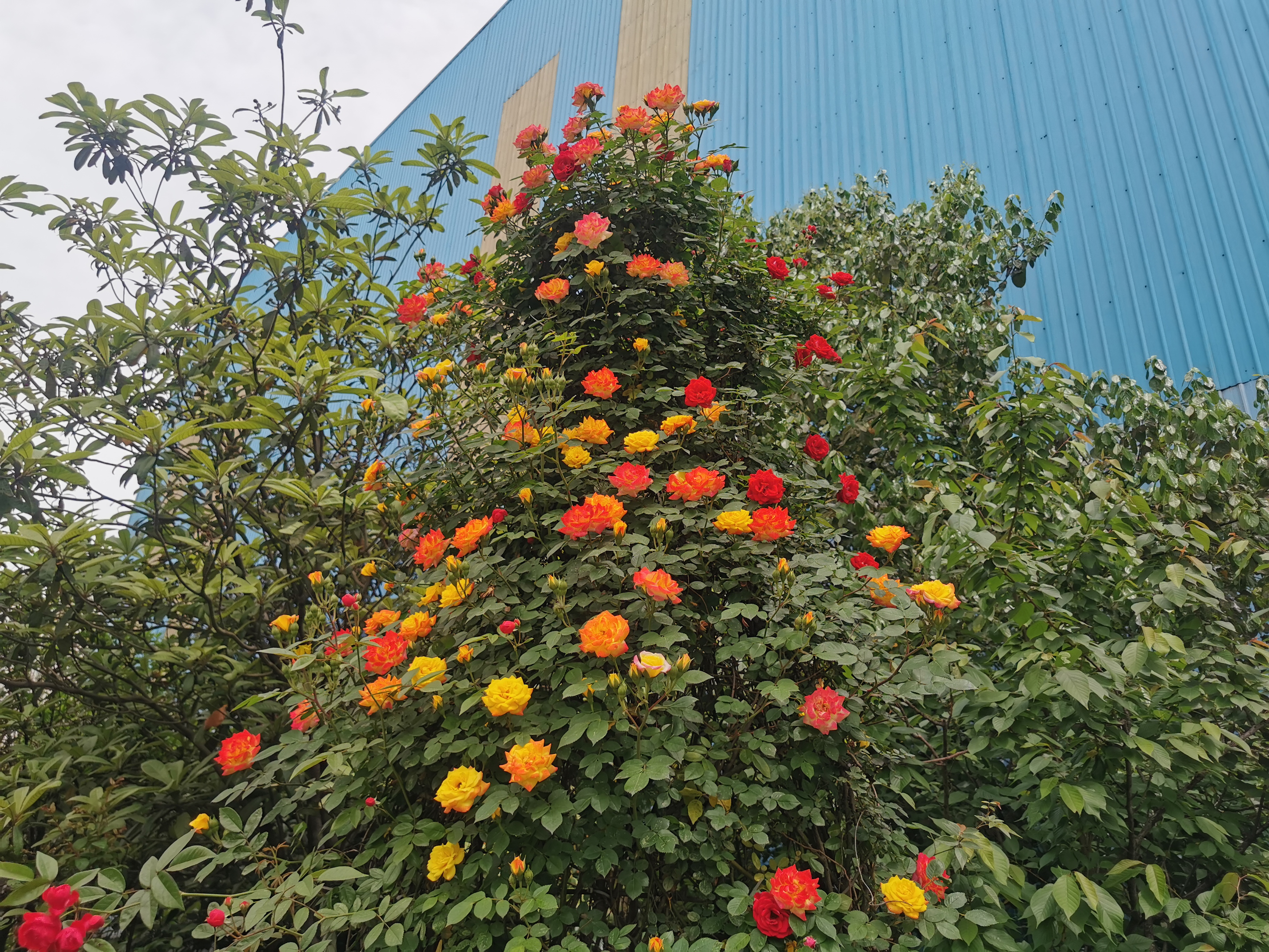 钢城最美四月天 钢城最美四月天