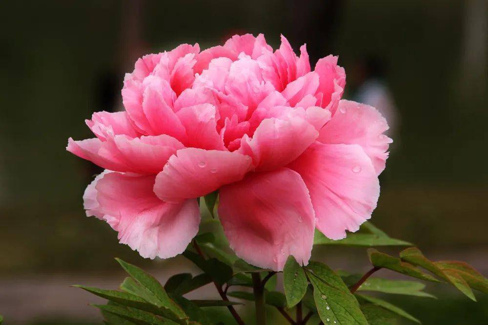 牡丹风华,倾城绽放 牡丹风华,倾城绽放