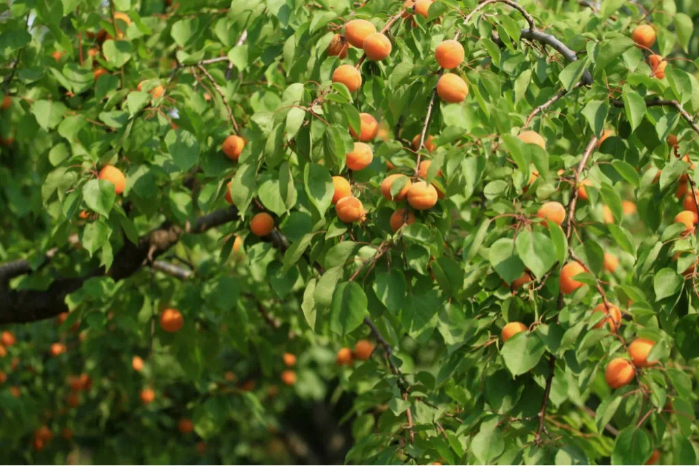 麦黄杏里藏着爱