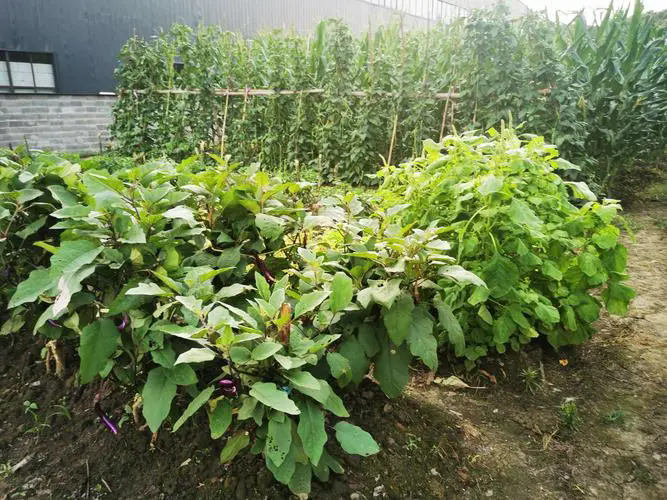 父亲的菜园子 父亲的菜园子