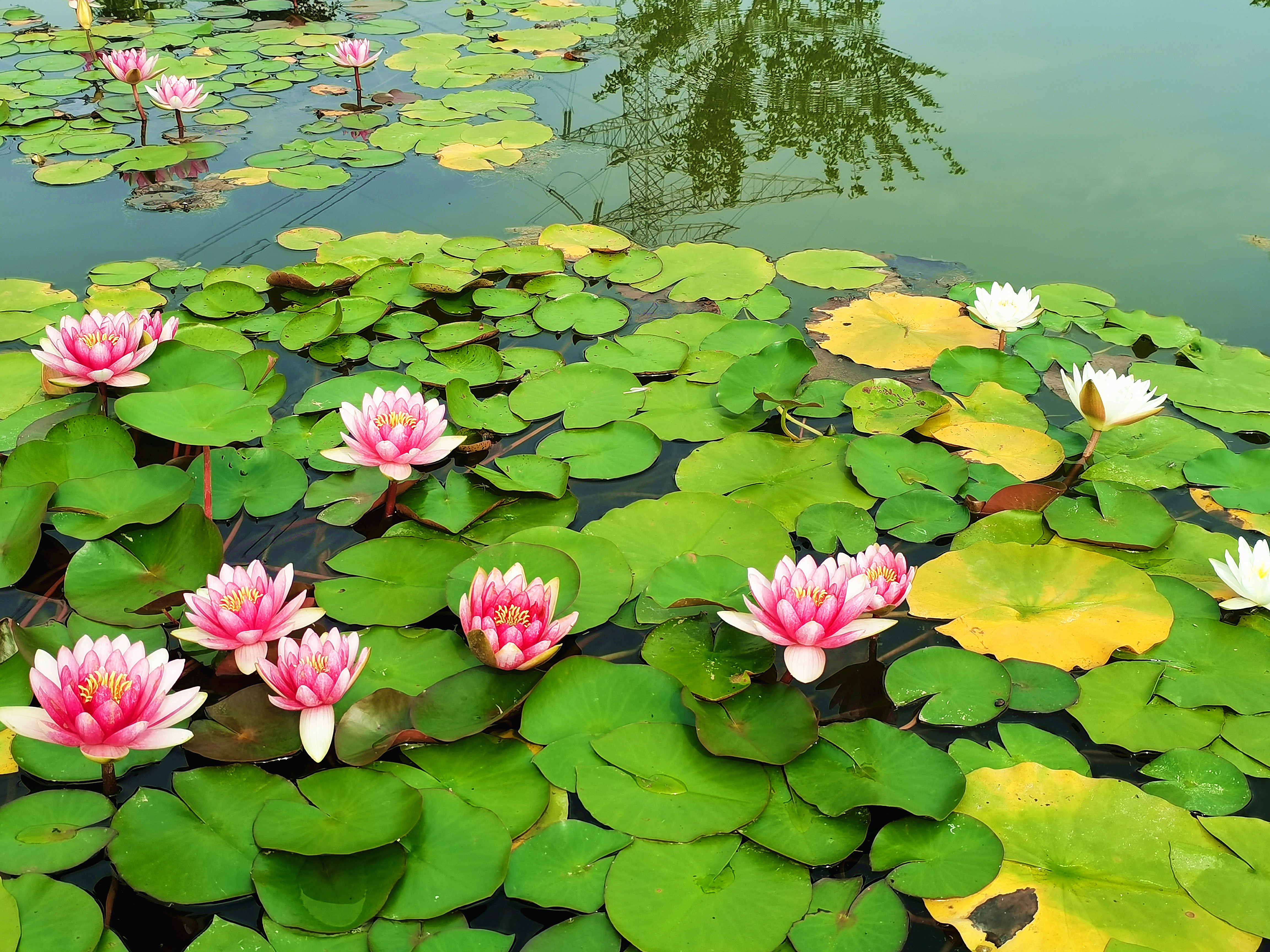 睡莲朵朵惹人怜