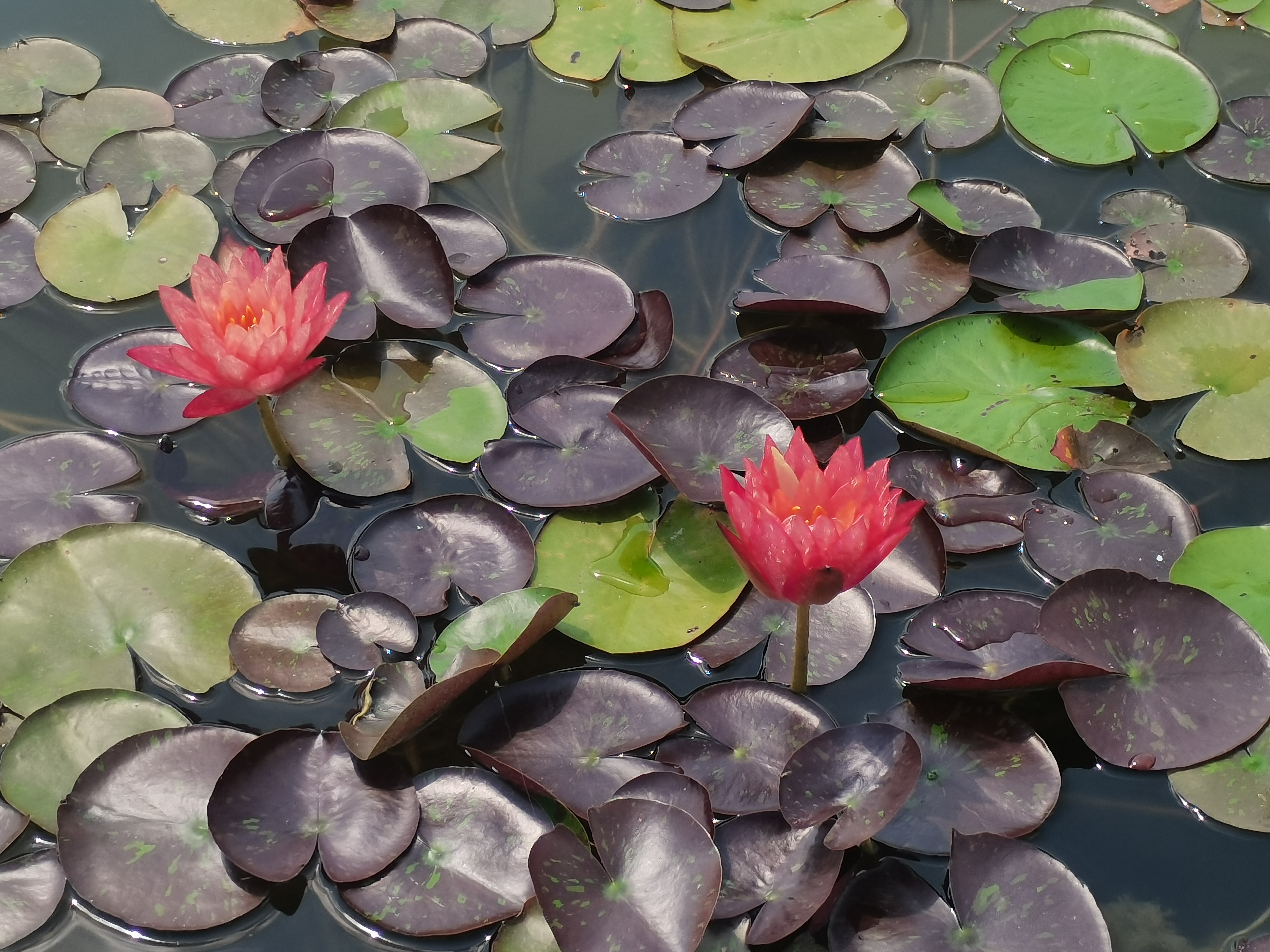 睡莲朵朵惹人怜