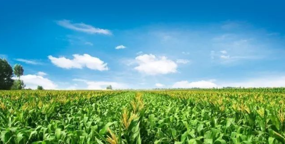 记忆中的玉米地