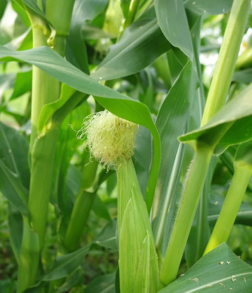 记忆中的玉米地